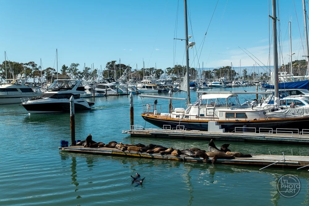 Seals on the Dock