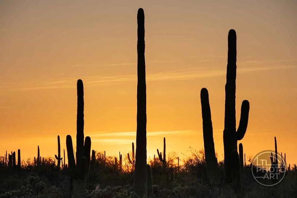 Saguaro cactus silhouettes at sunset in Saguaro National Park near Tucson, Arizona, photographed for a custom commercial project.
