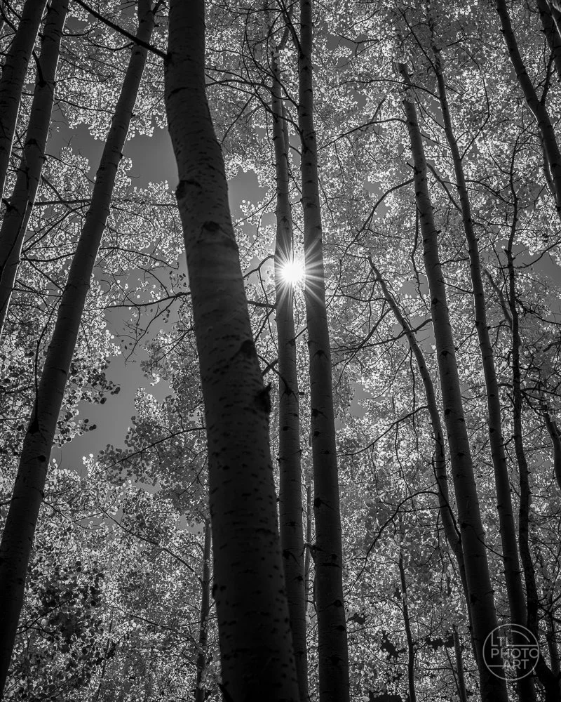 Sunburst Through the Dancing Aspens