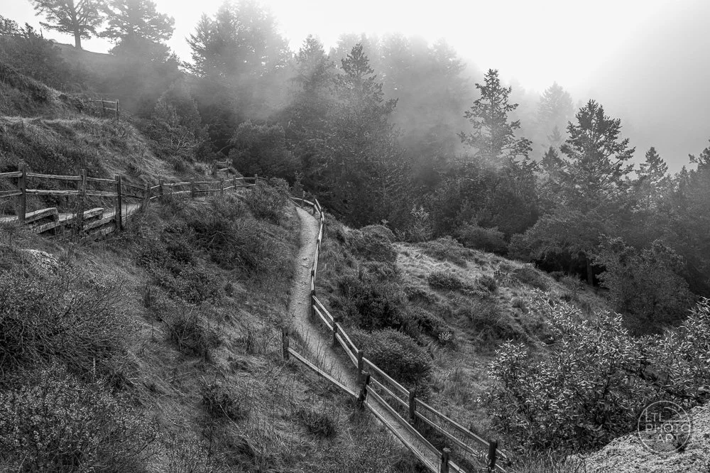 Into the Mist