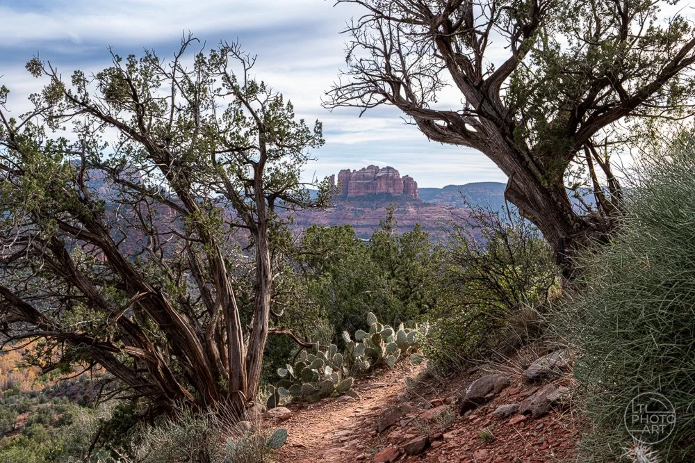 Cathedral Rock Through the Junipers