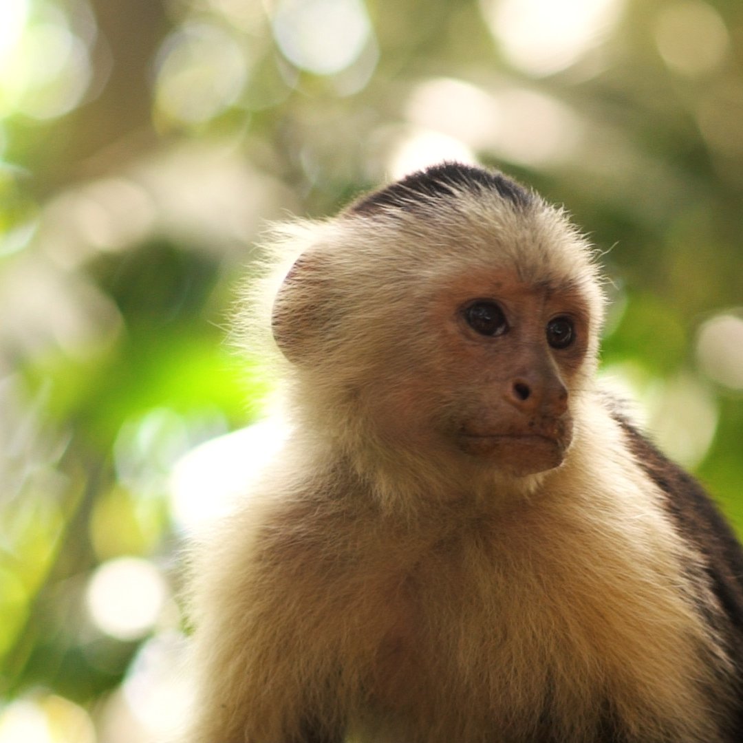 monkey.jpg