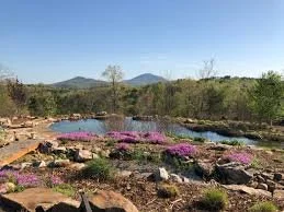 Pond flowers mountain.jpeg