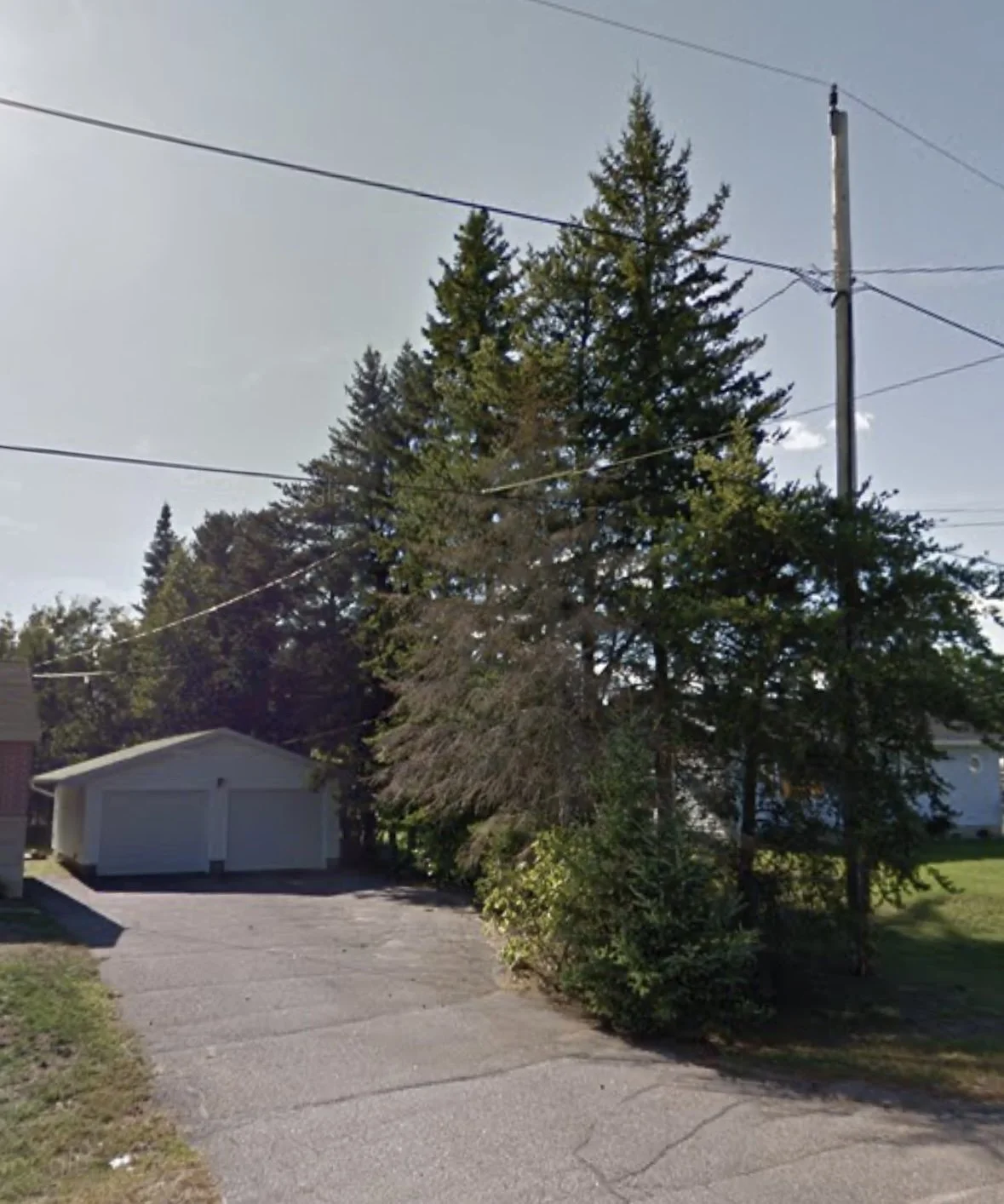 cedar removal before.jpeg