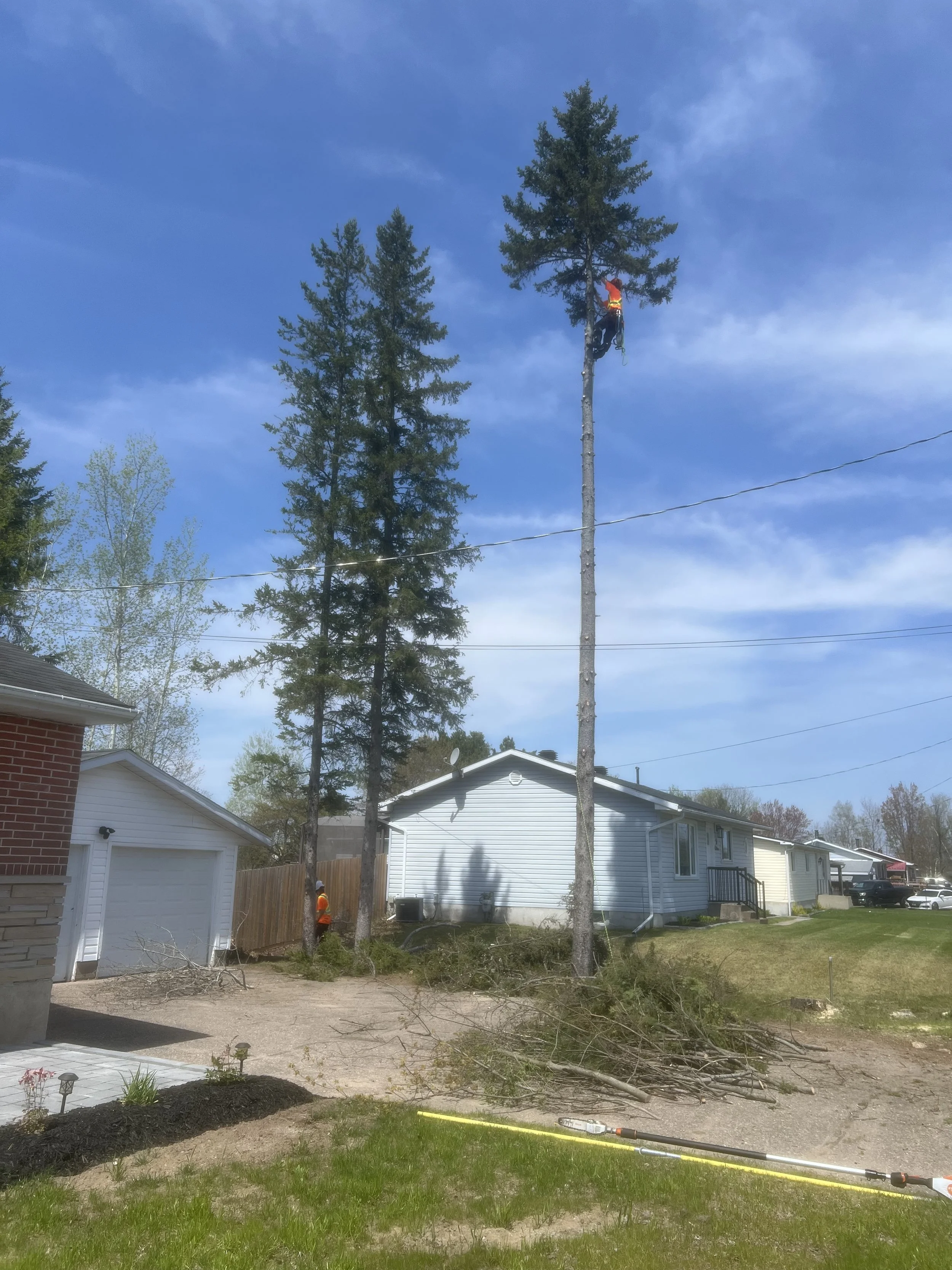 cedar removal mid.jpg