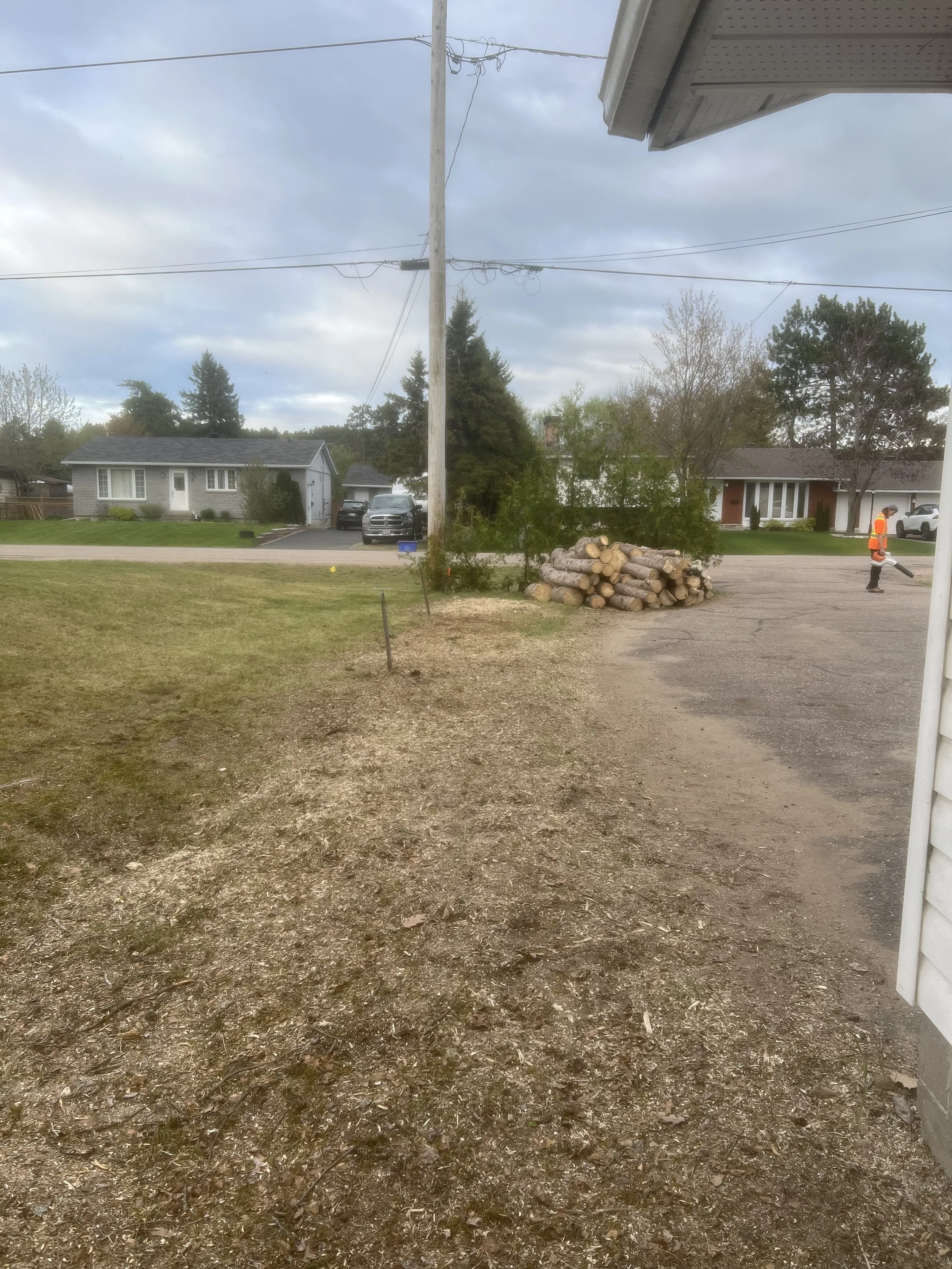 cedar removal stump grinding 2.jpg