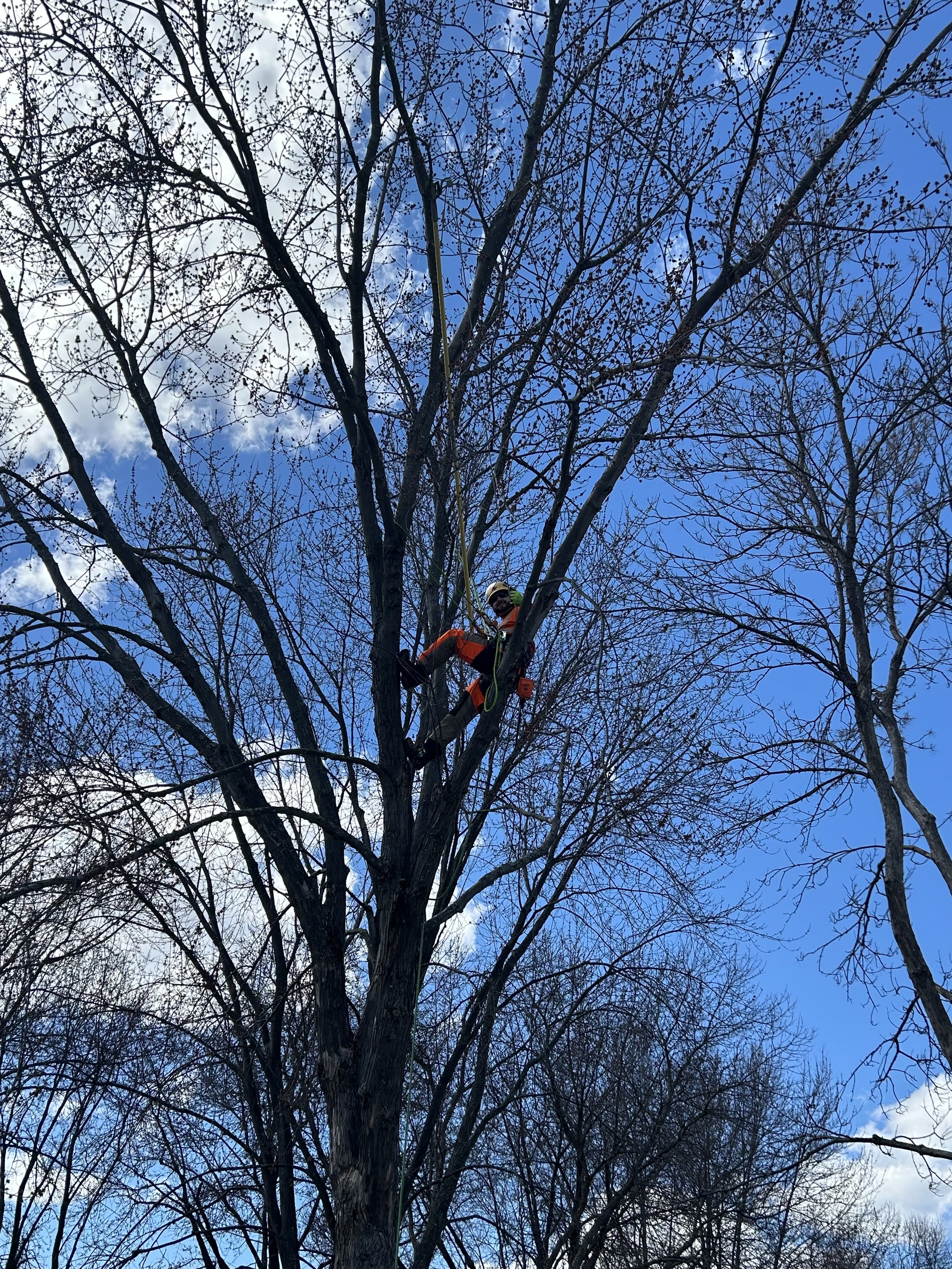 climbing arborist arboriculture tree service.jpeg