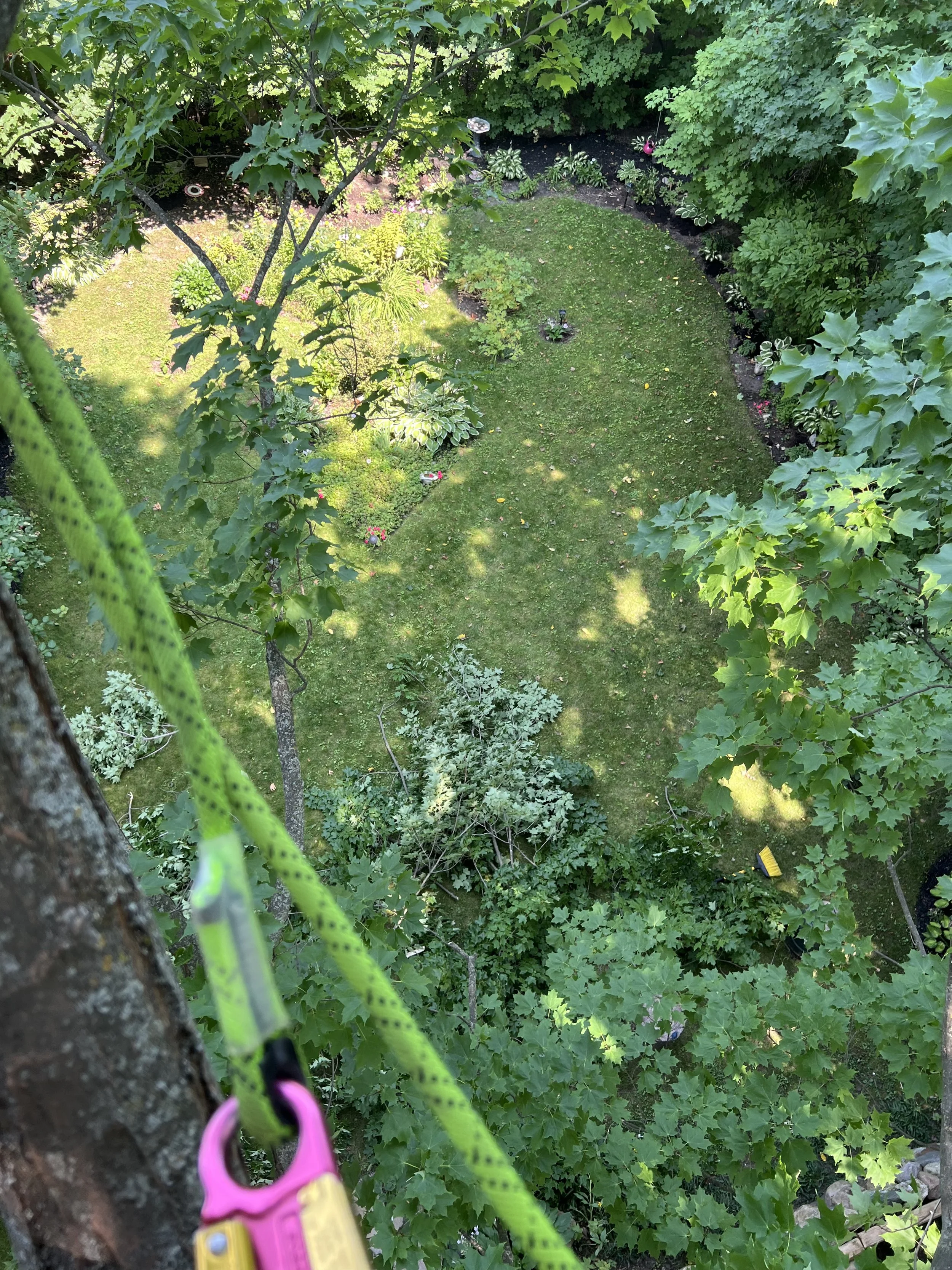 climbing arborist prune.jpeg