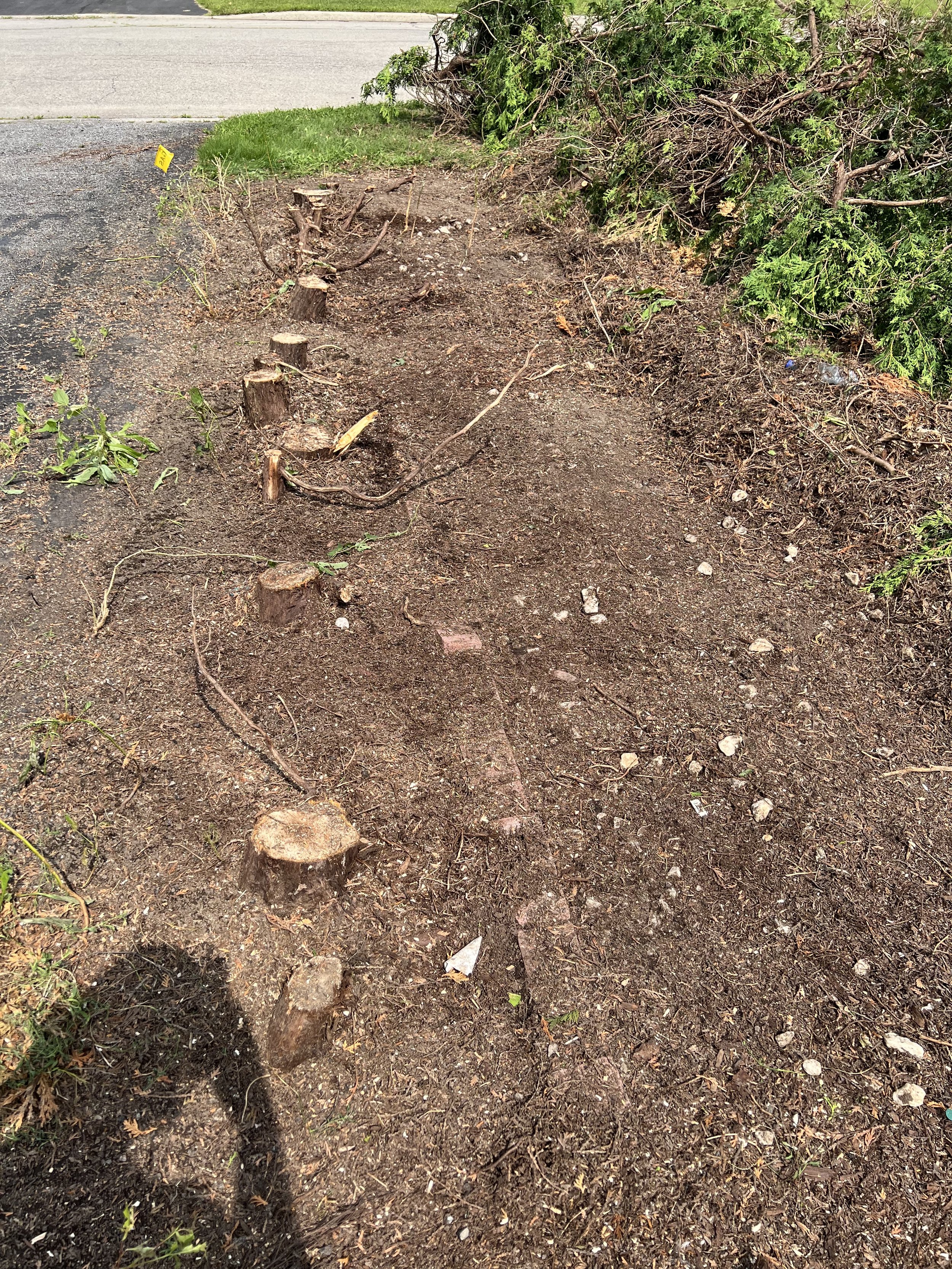 Stump grinding before.jpeg