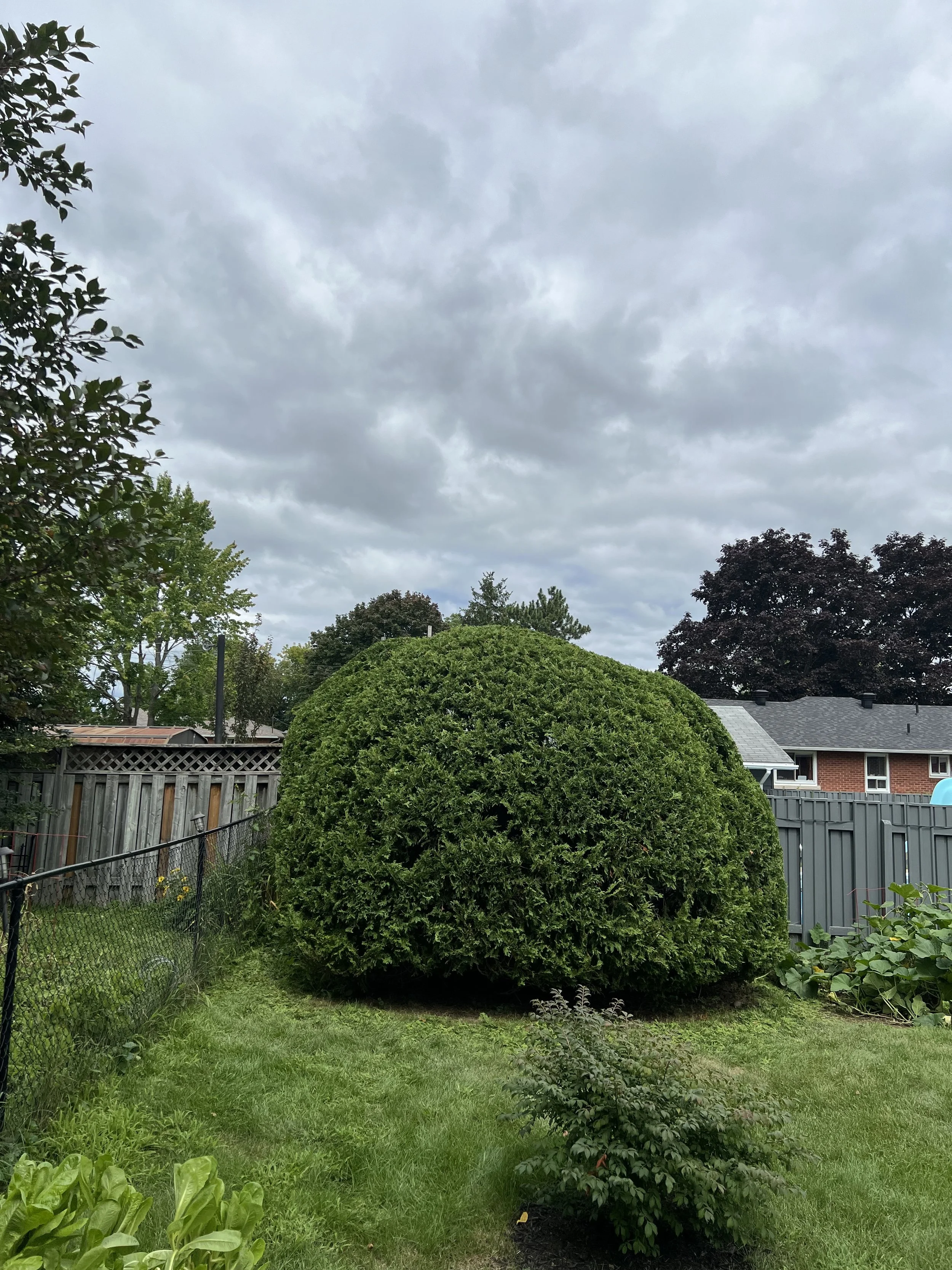 Hedge trim after(1).jpeg