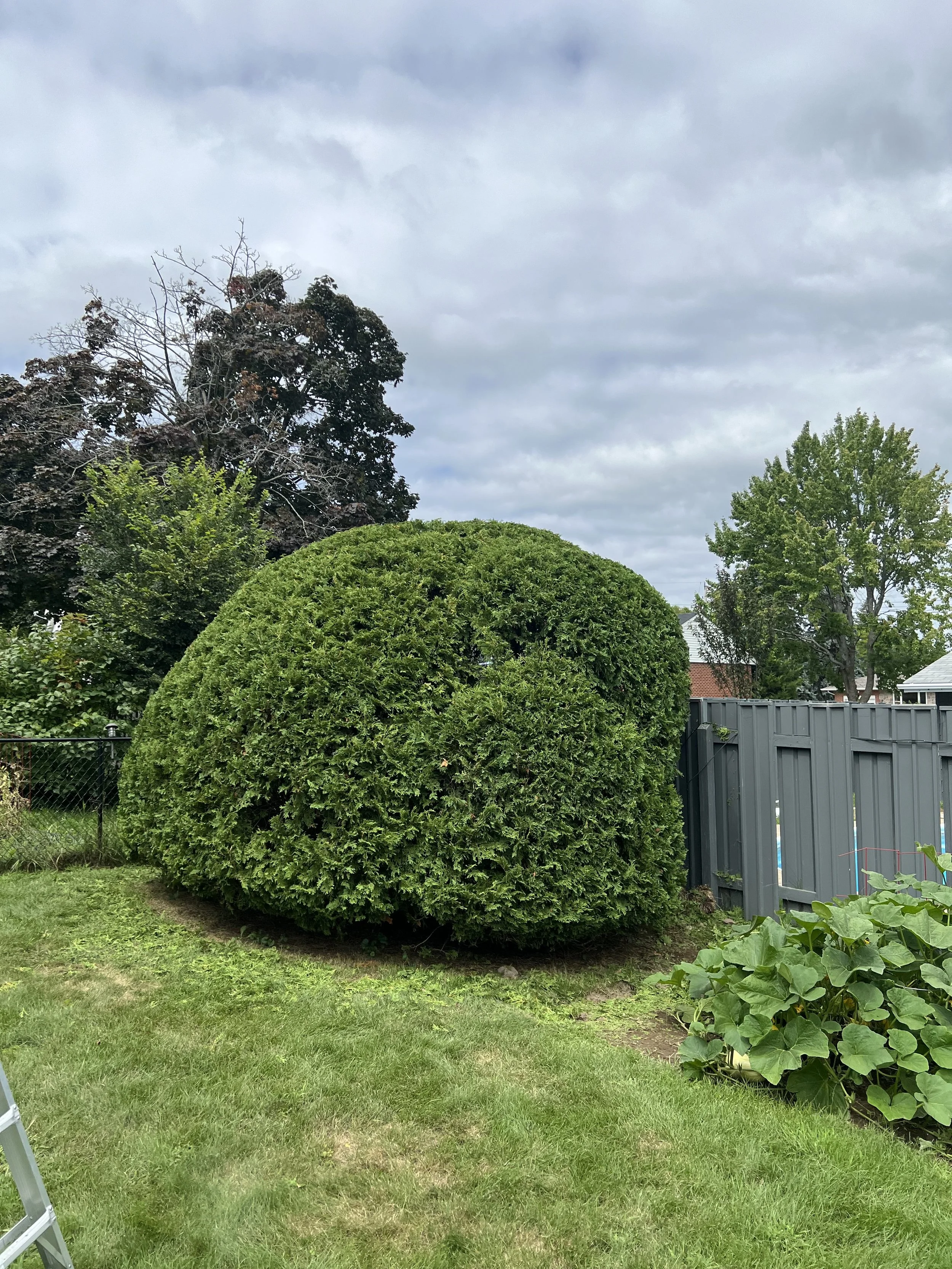 Hedge trim after.jpeg
