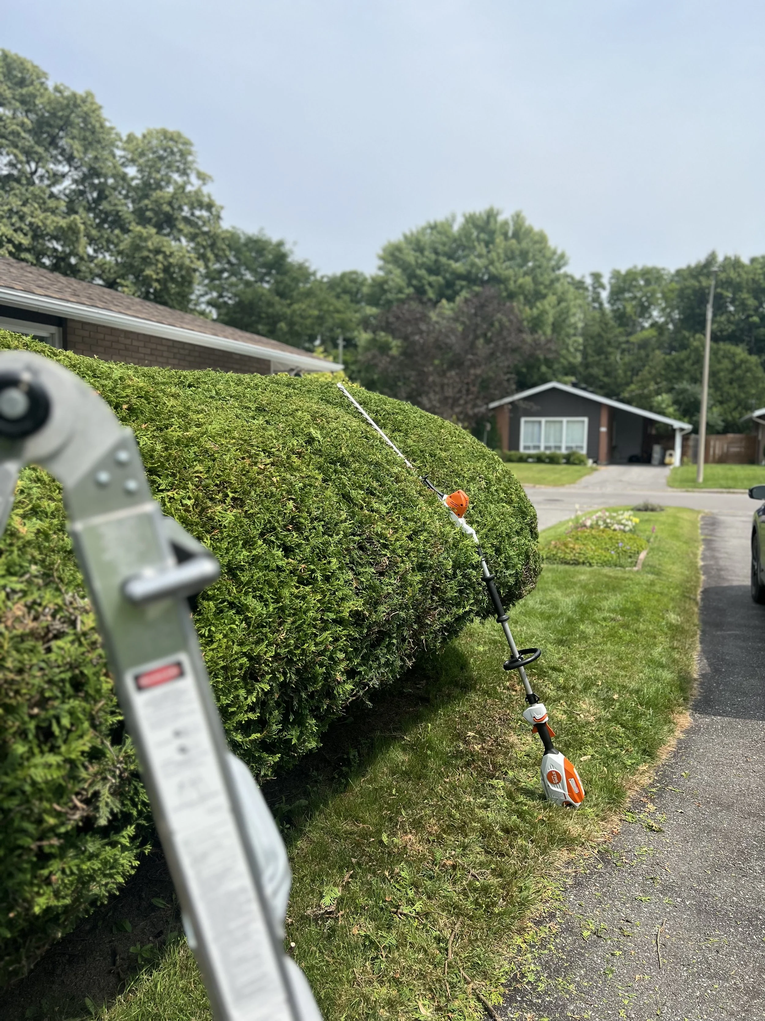 hedge trimming pruning arborist stihl.jpeg