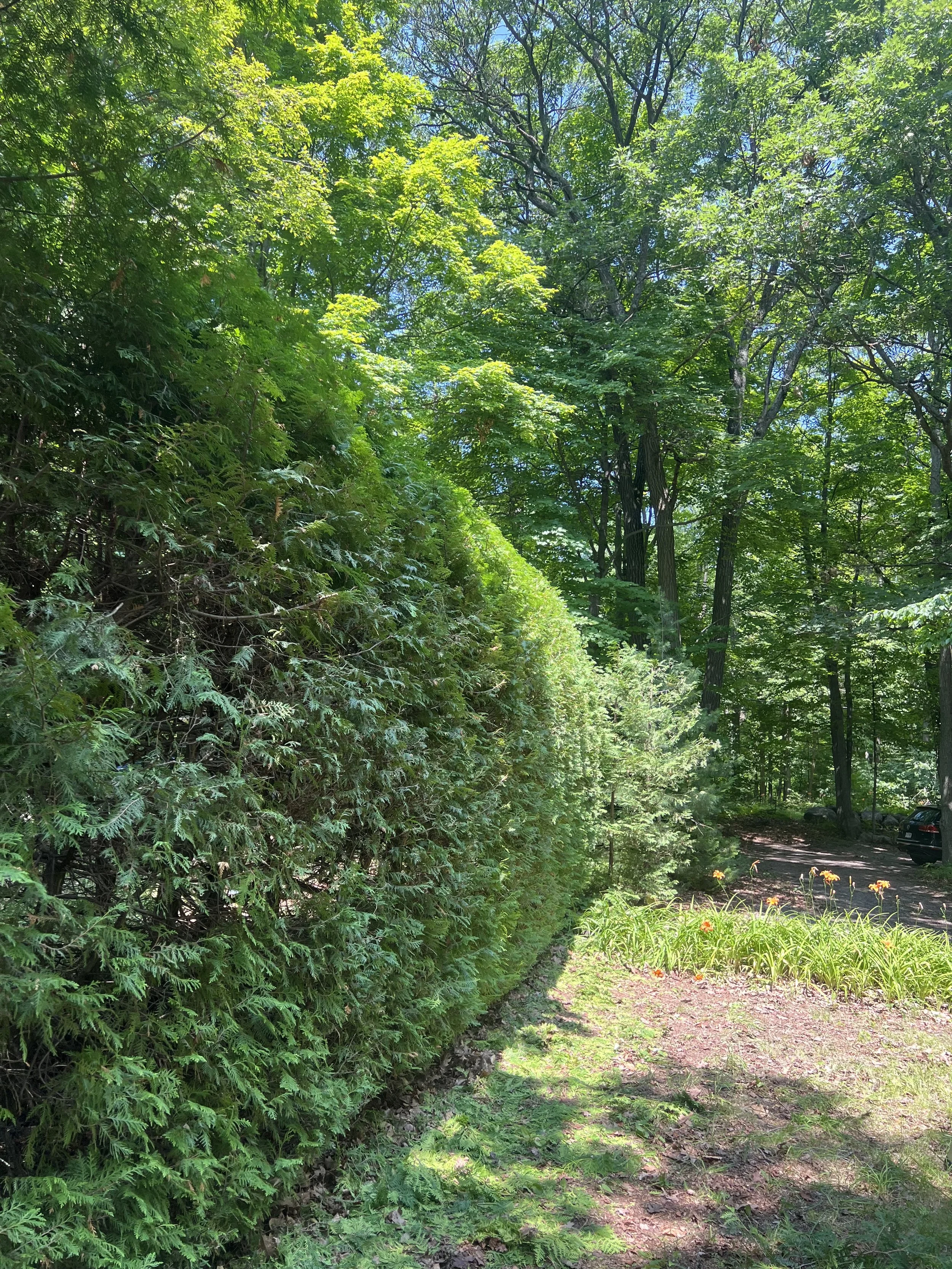 hedge trim arborist shaping.jpeg
