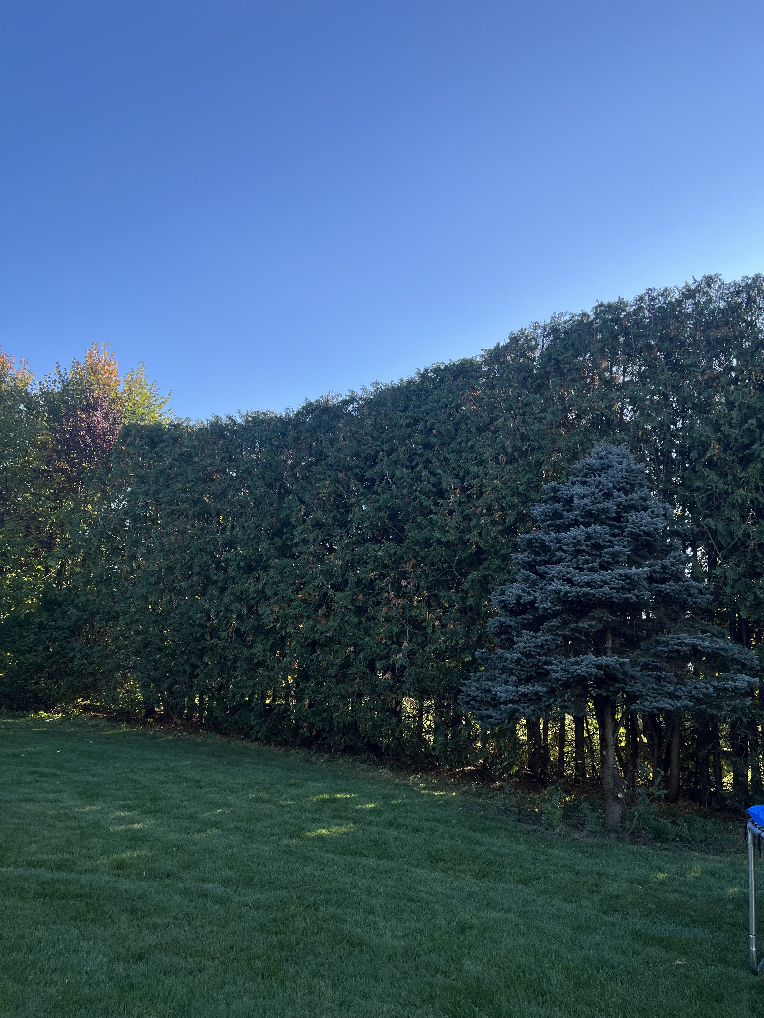 hedge trimming arborist AFTER2.jpeg