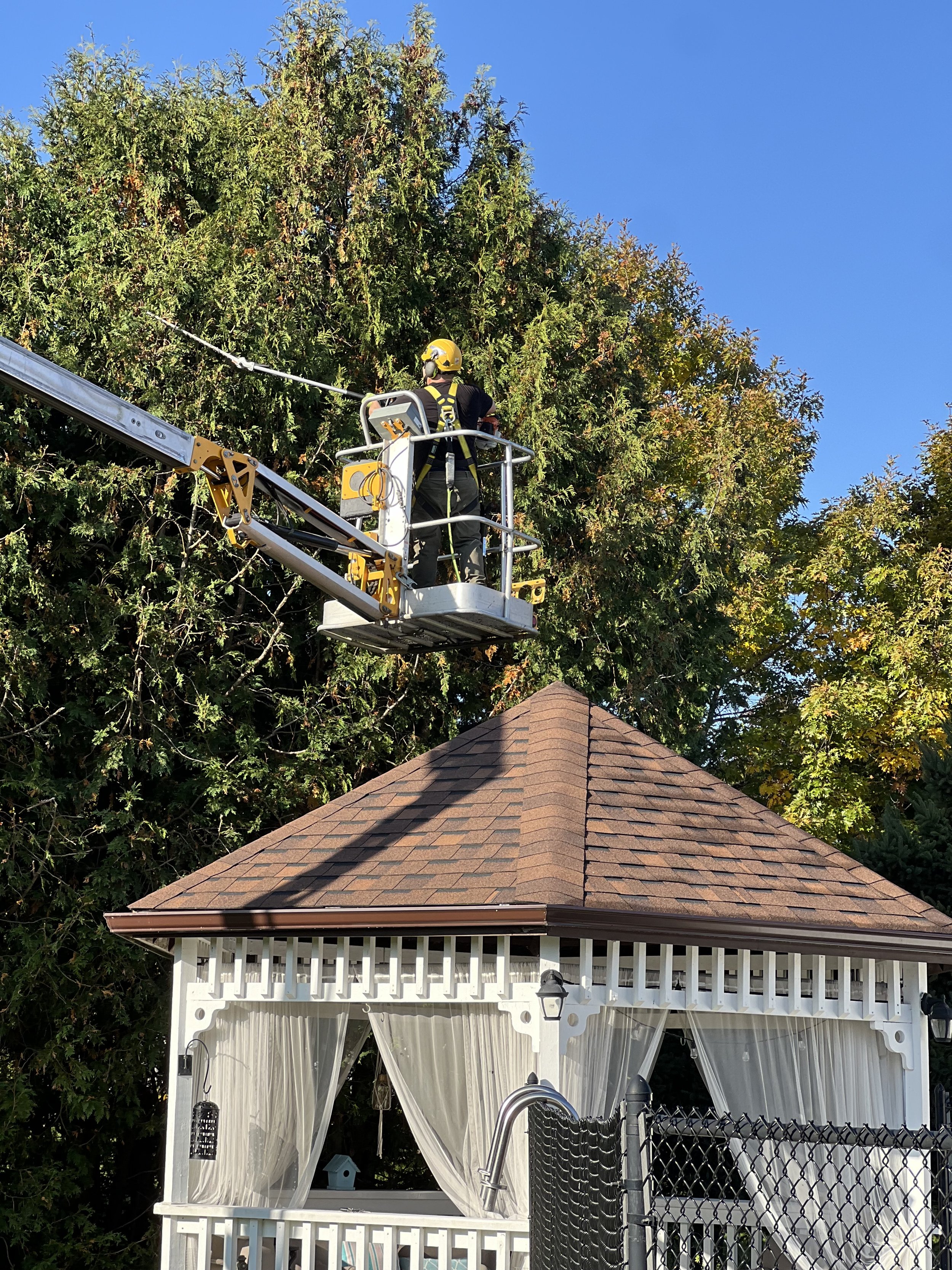 arborist trimming pruning DURING2.jpeg