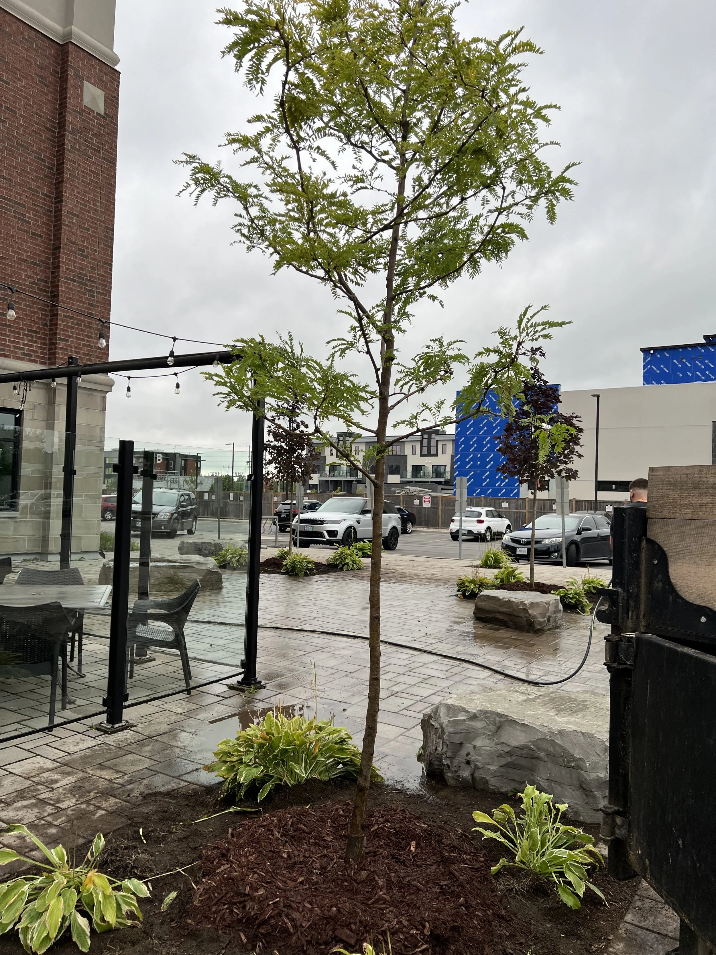 tree planting arborist.jpeg