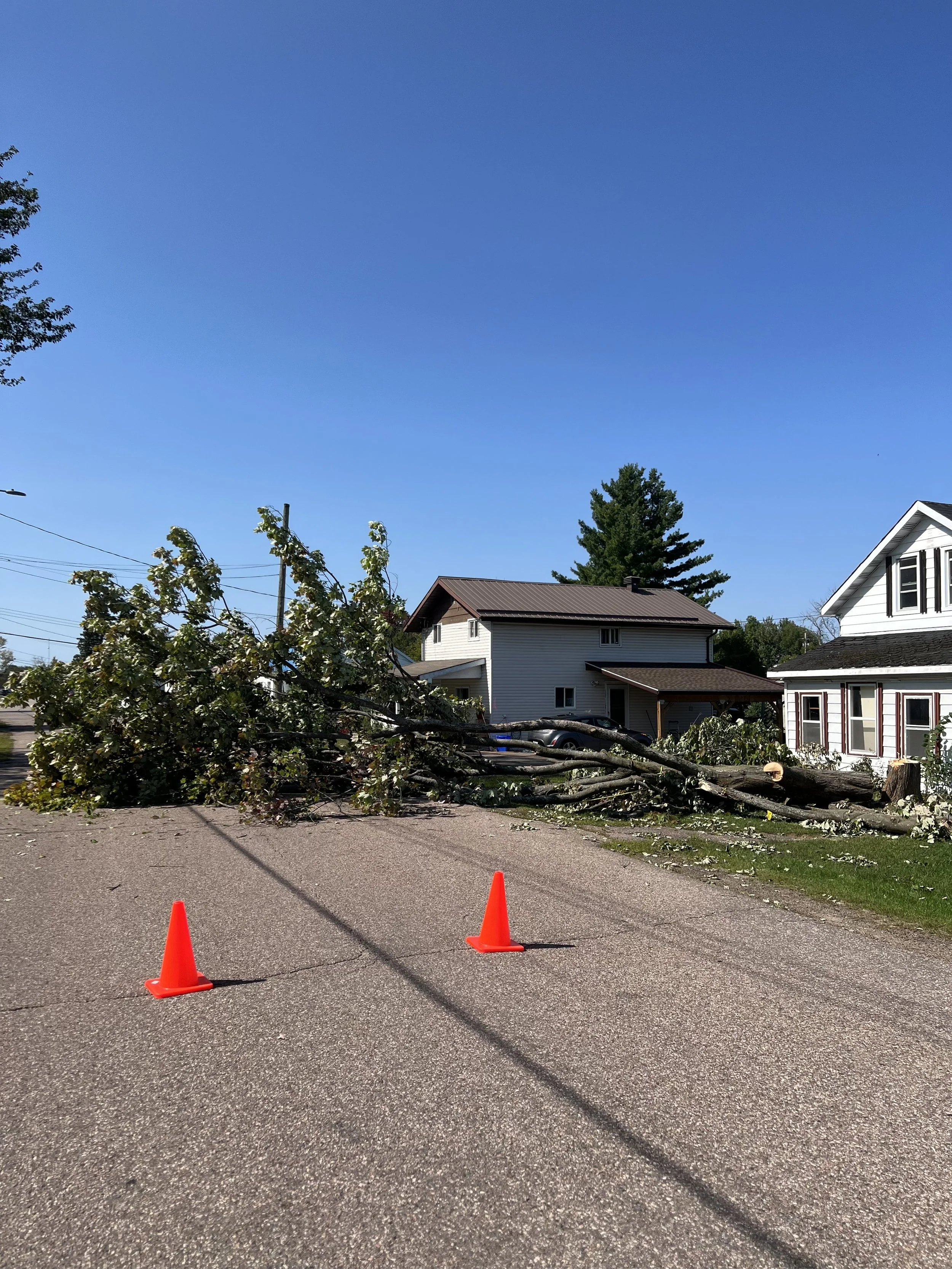 tree removal large tree arborist renovationjpeg.jpg