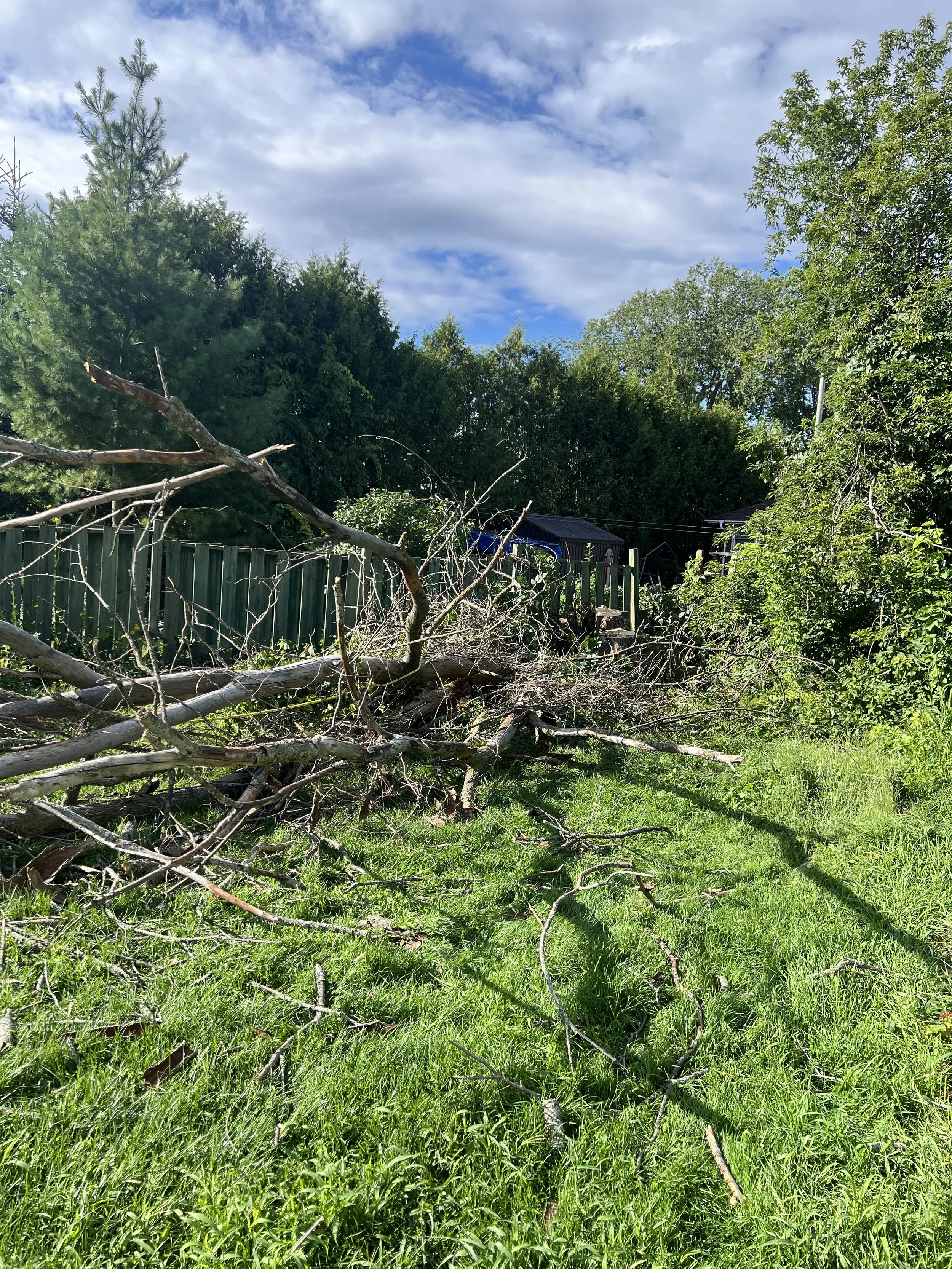 hazardous tree removal.jpeg