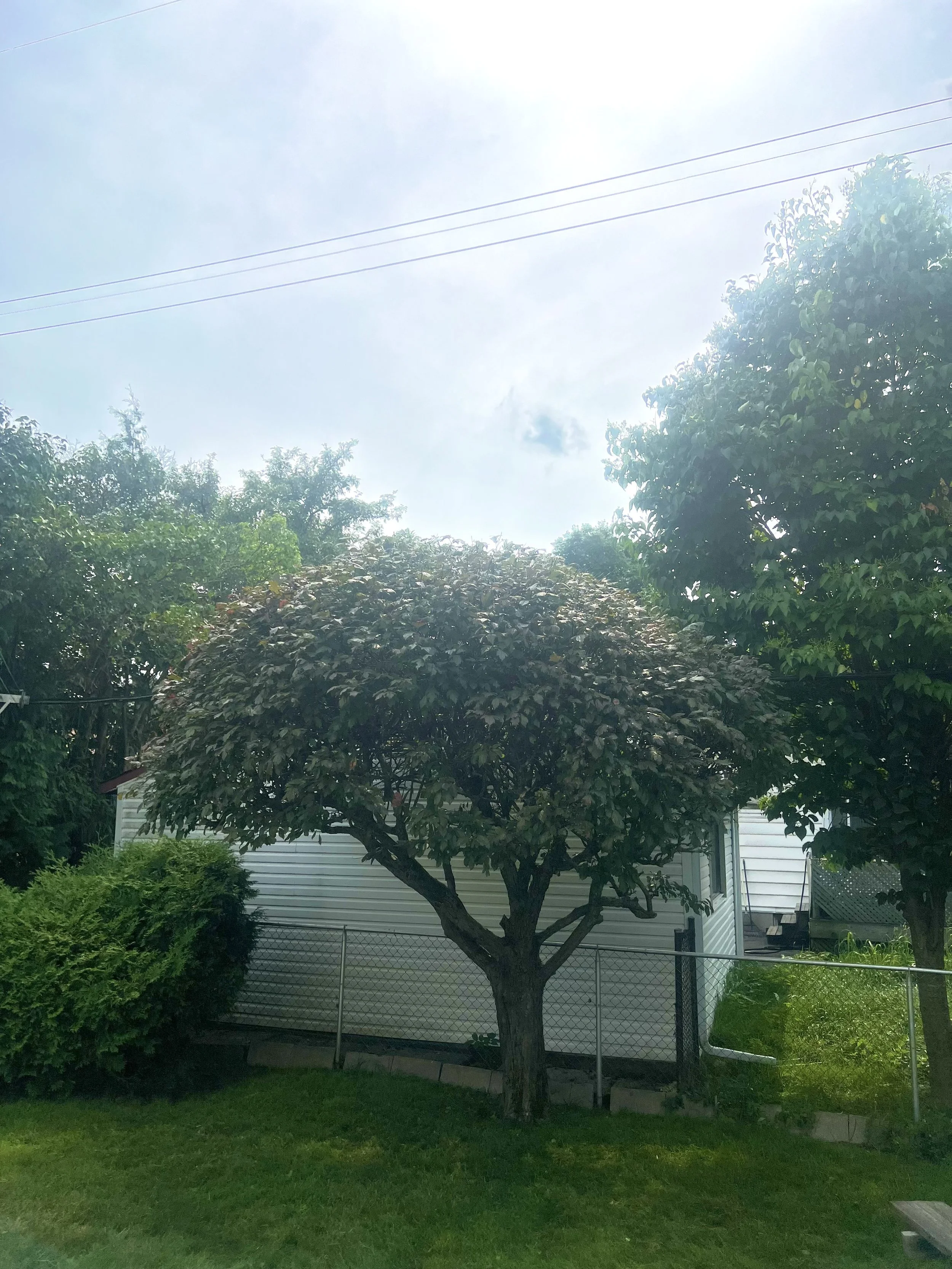 umbrella tree shaping after.jpeg