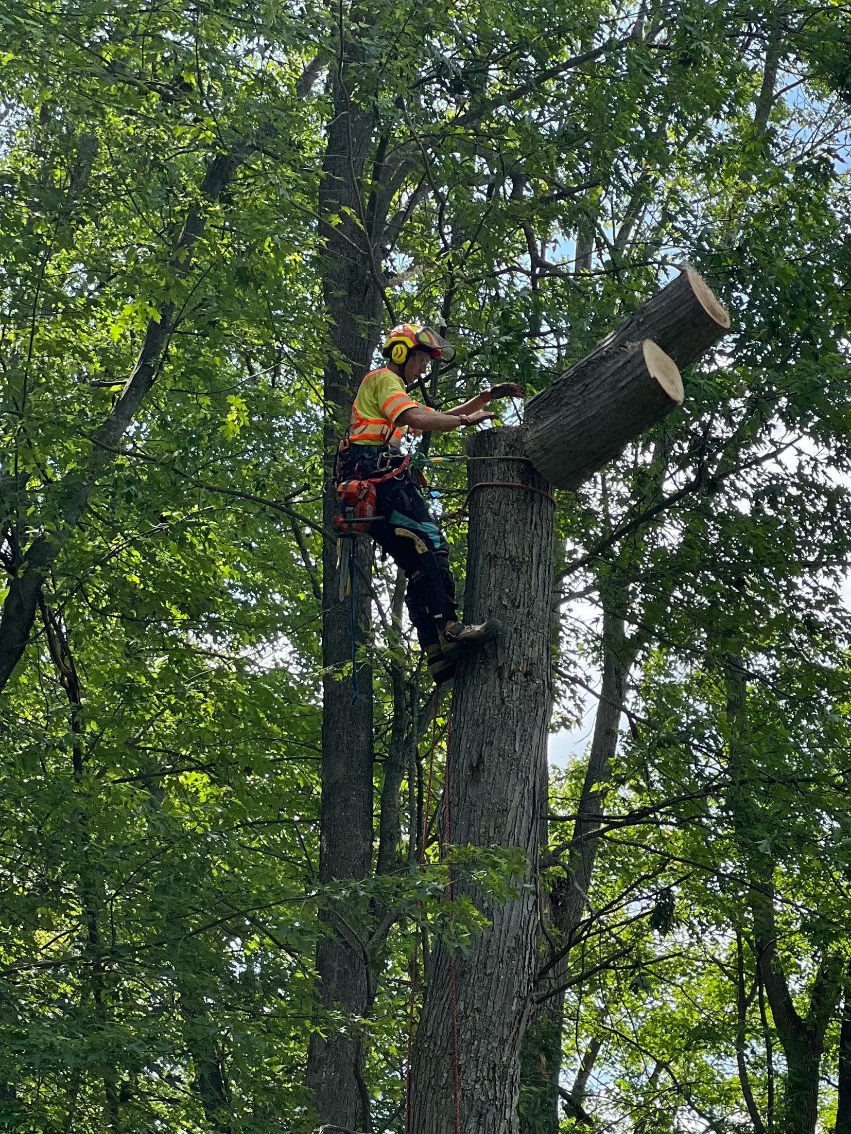 A worker in safety gear, helmet, and harness is cutting a large tree branch with a chainsaw high in a wooded area.