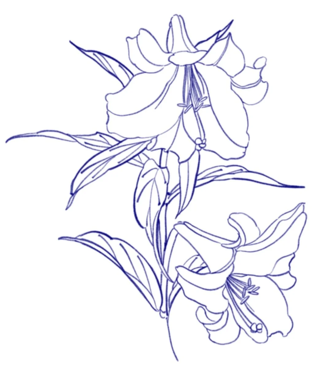 Line drawing of two lilies with leaves.