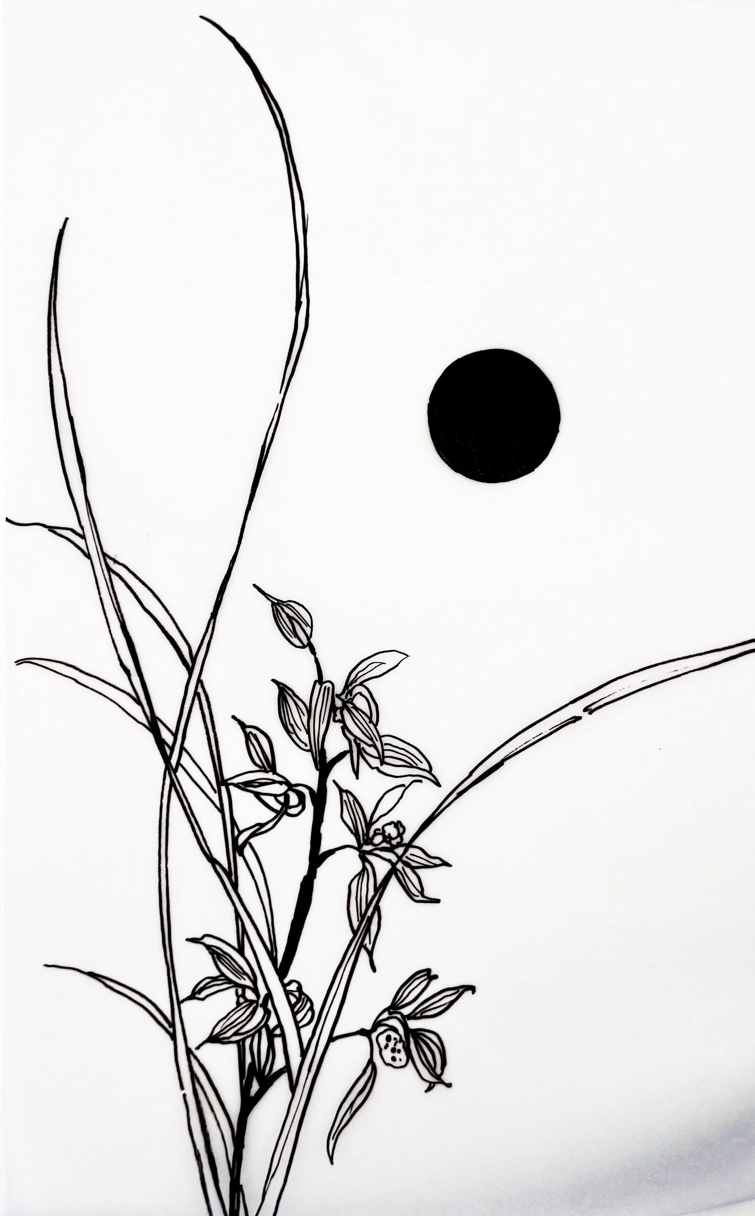 Black and white illustration of plant stems and leaves with a solid black circle and a small dotted circle in the background.