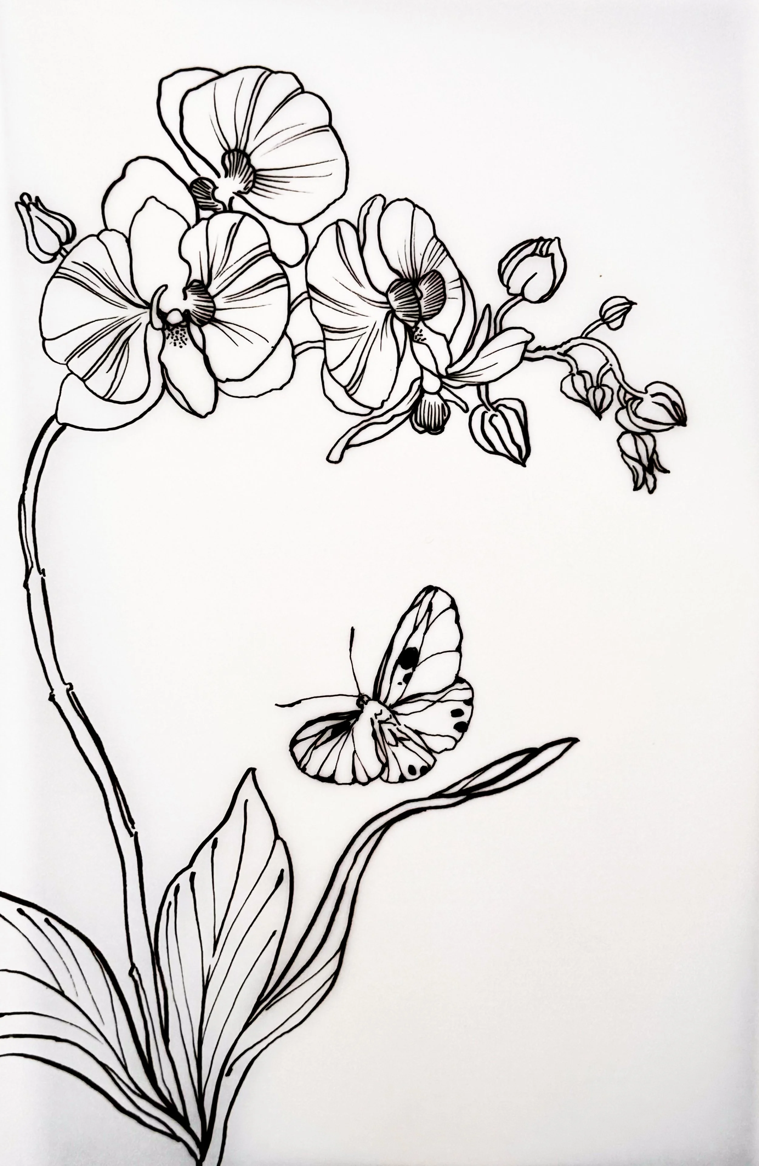 A black and white line drawing of orchids and a butterfly on a white background.