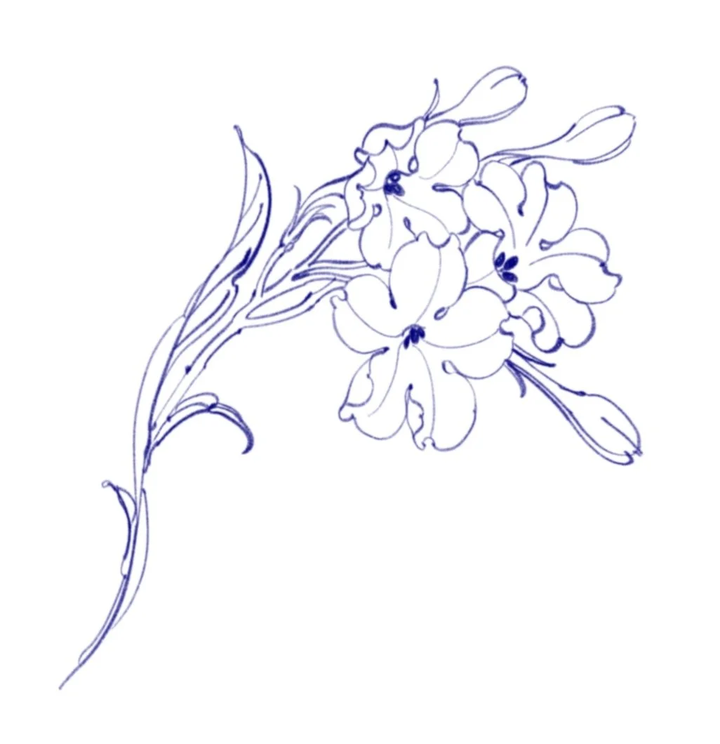 Line drawing of a flower with a long stem and multiple blooms.