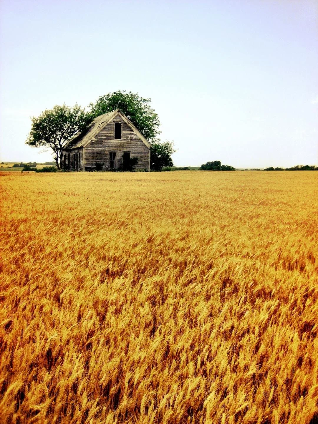 An old wooden farmhouse with a slanted roof and boarded-up windows in a golden wheat field, with trees in the background and a clear sky.