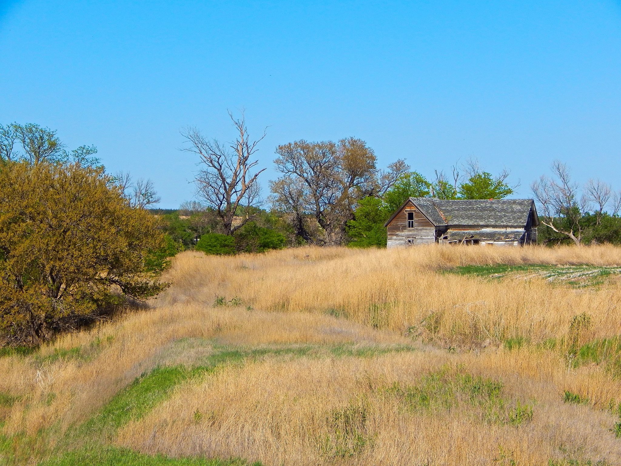 An old, weathered wooden house on a grassy field with trees in the background under a clear blue sky.