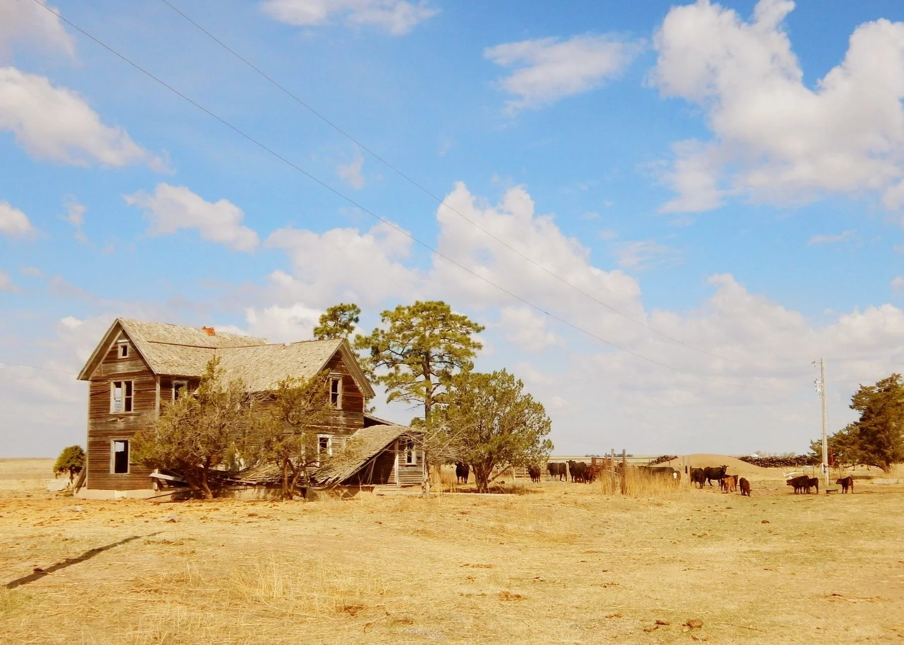 Old wooden house in a rural farm setting with a few trees, cattle grazing, electrical poles, under a blue sky with scattered clouds.