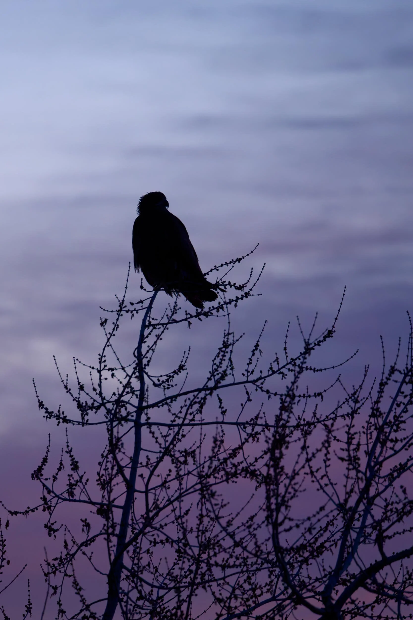 Hawk silouette