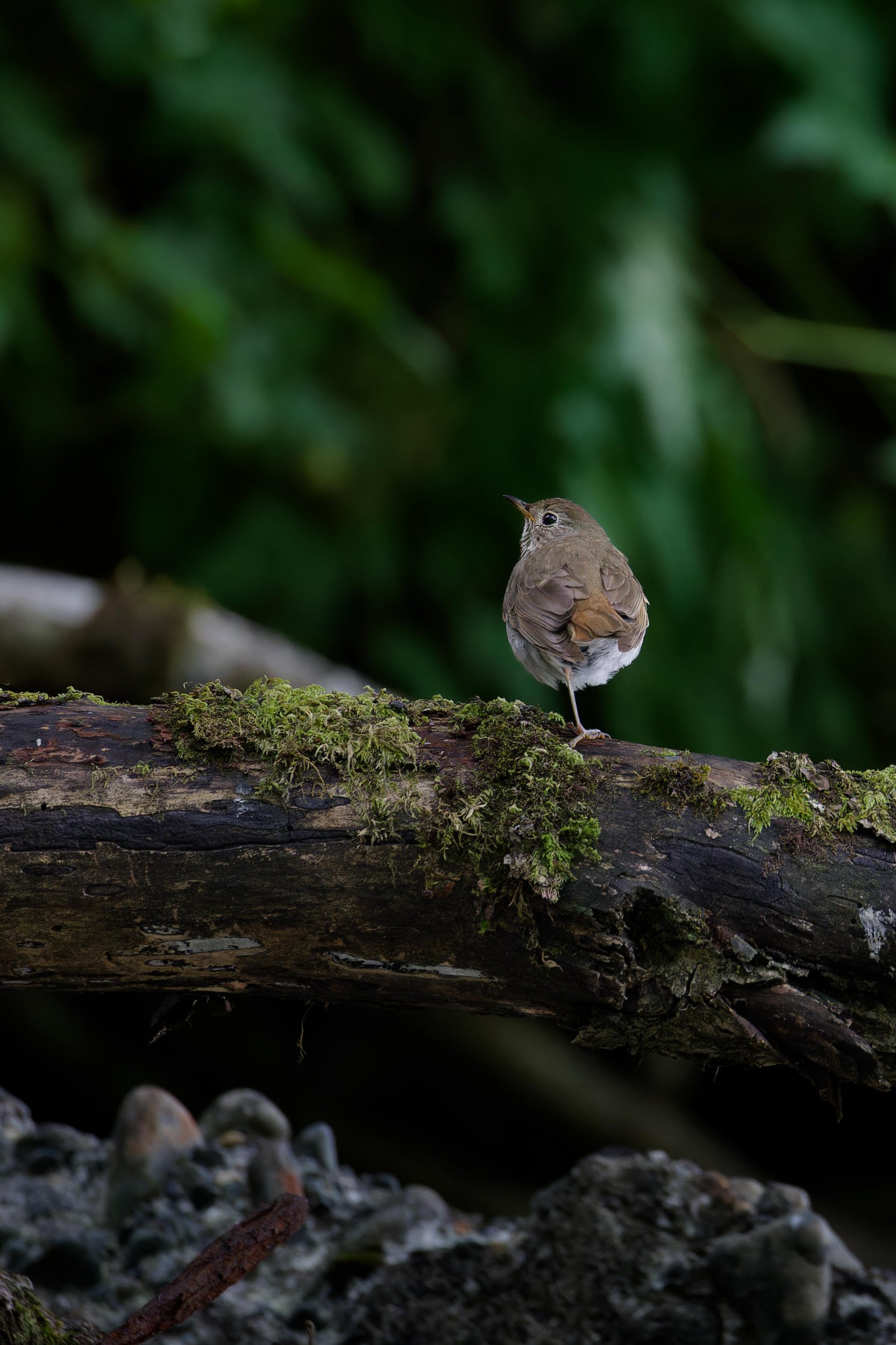 Grey-cheeked Thrush