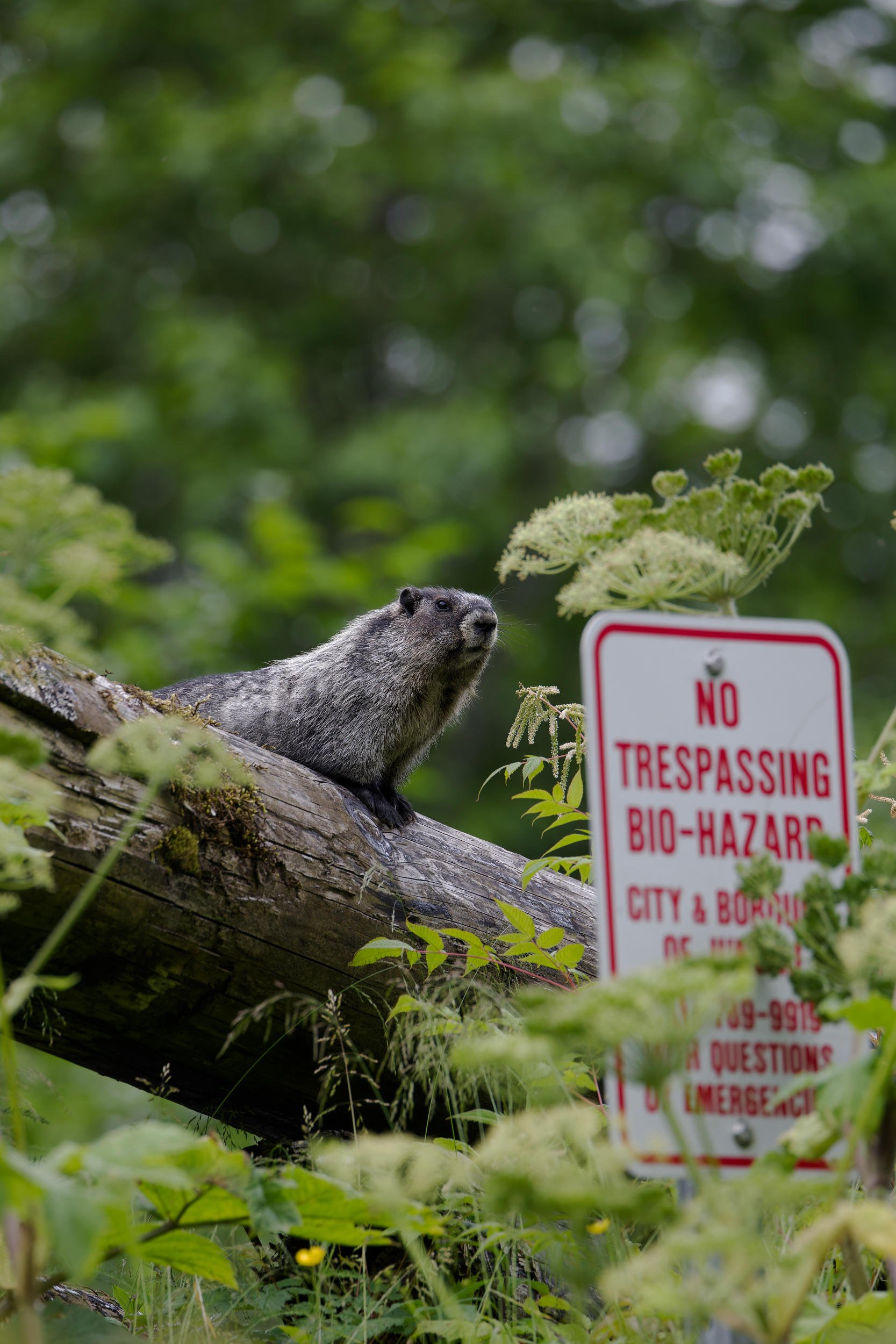 Alaskan Marmot