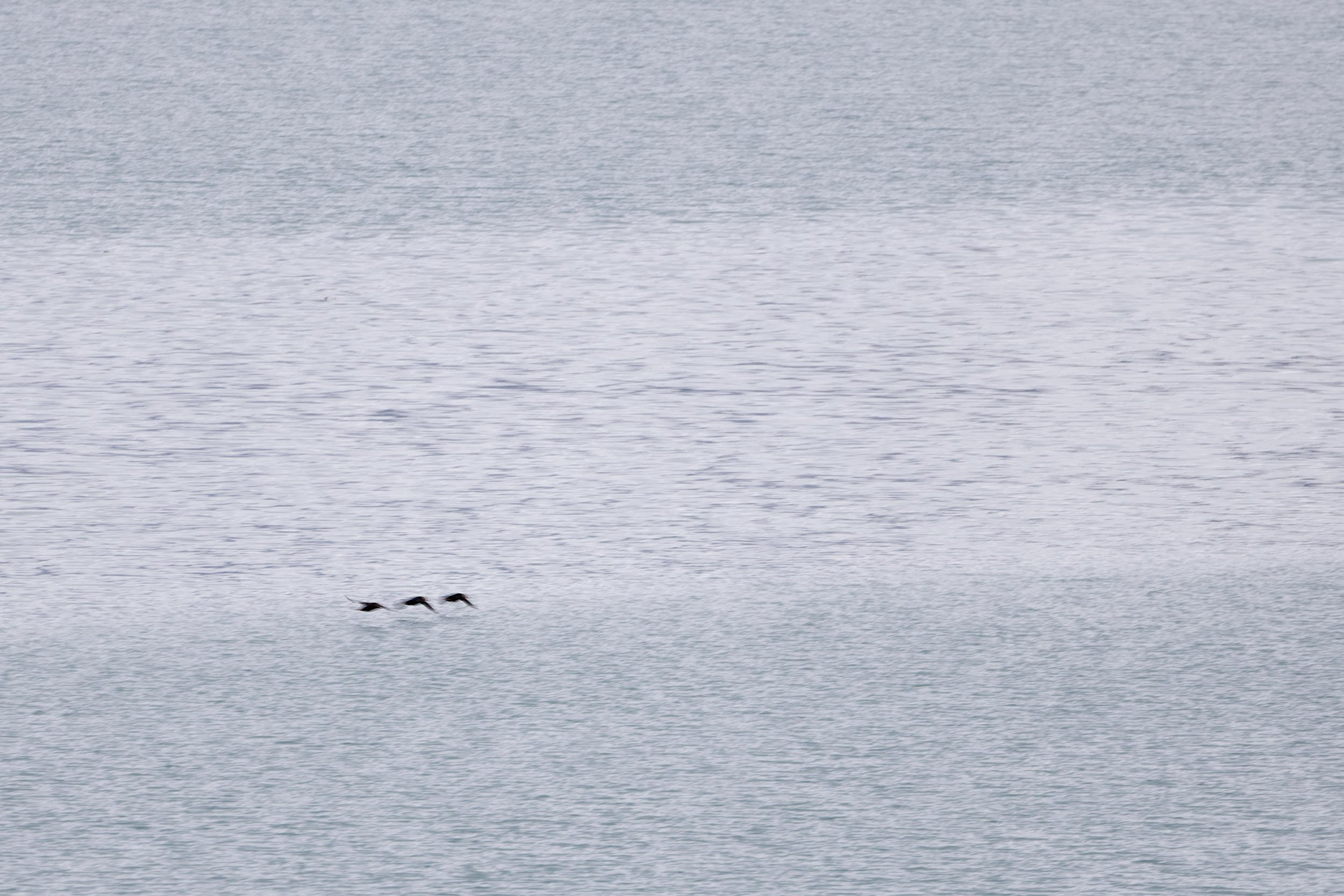 Tufted Puffins, Glacier Bay Alaska