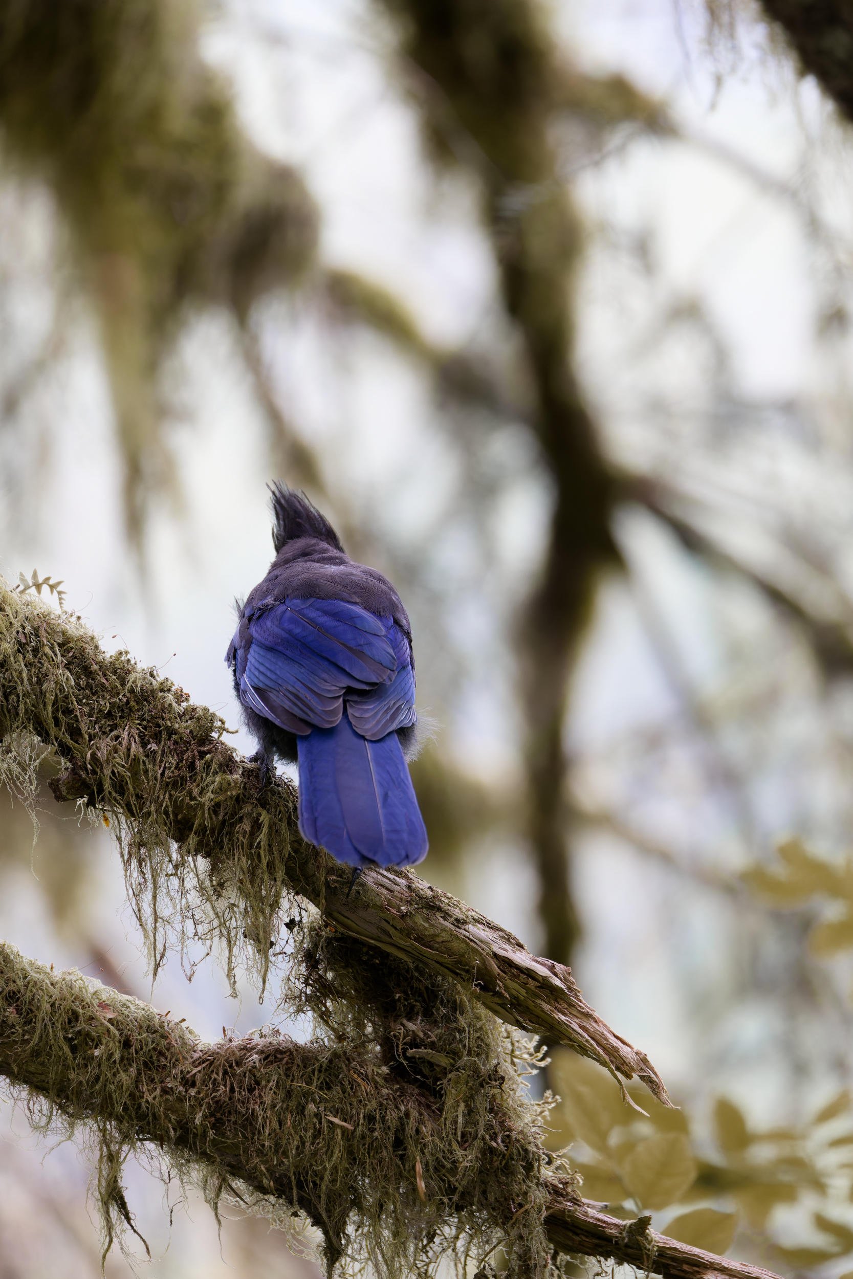 Stellar Jay