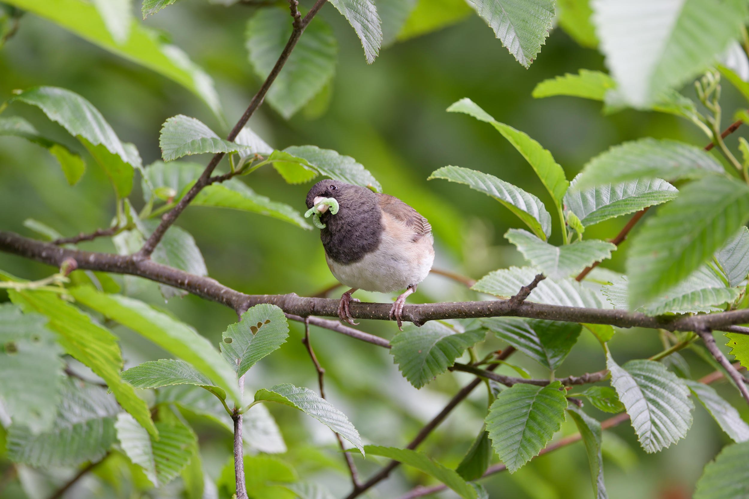 Dark-eyed Junco, Ketchikan, Alaska