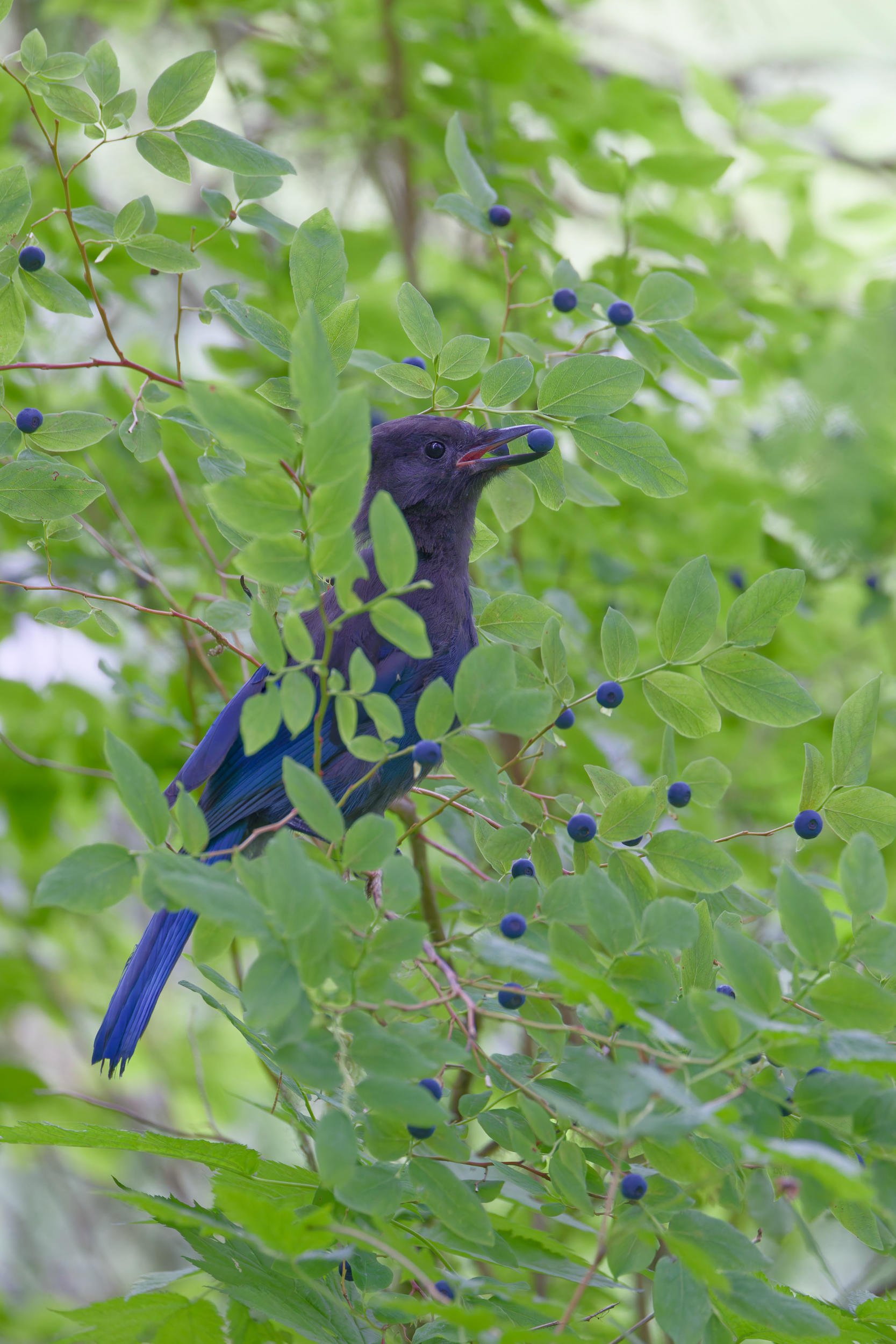 Stellar Jay eating wild blueberries