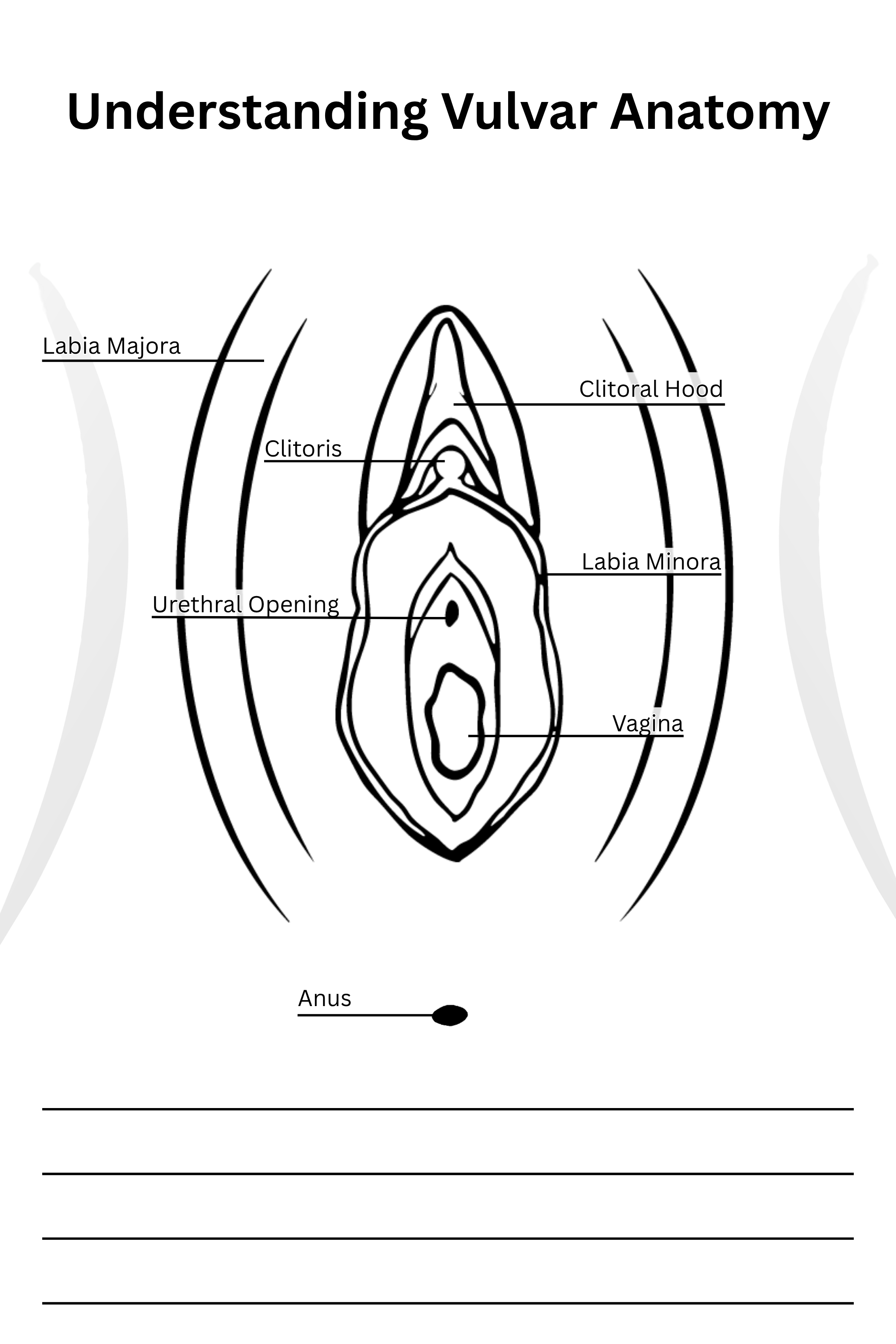 Vulva Anatomy Handout  (4 x 6 in).png