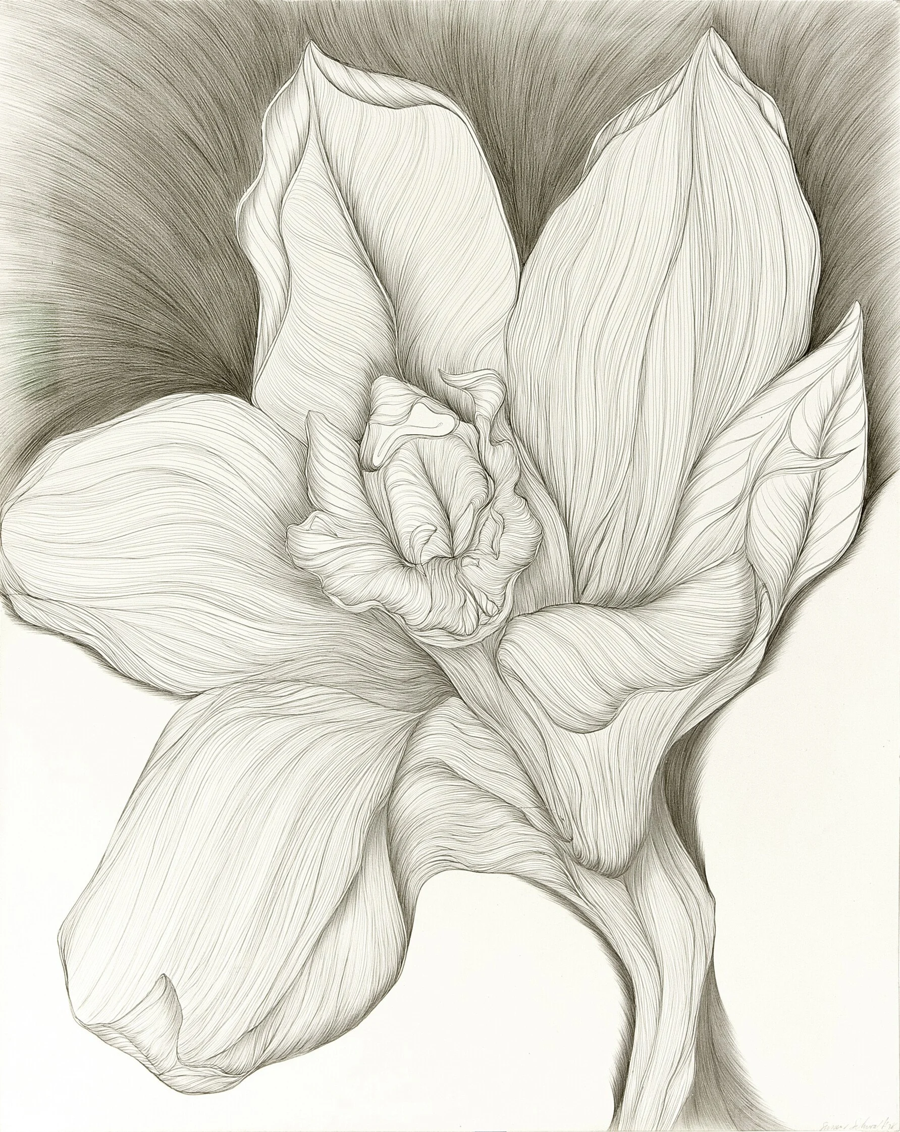 8518980_Orchid-Transformation-1-300-dpi.jpg