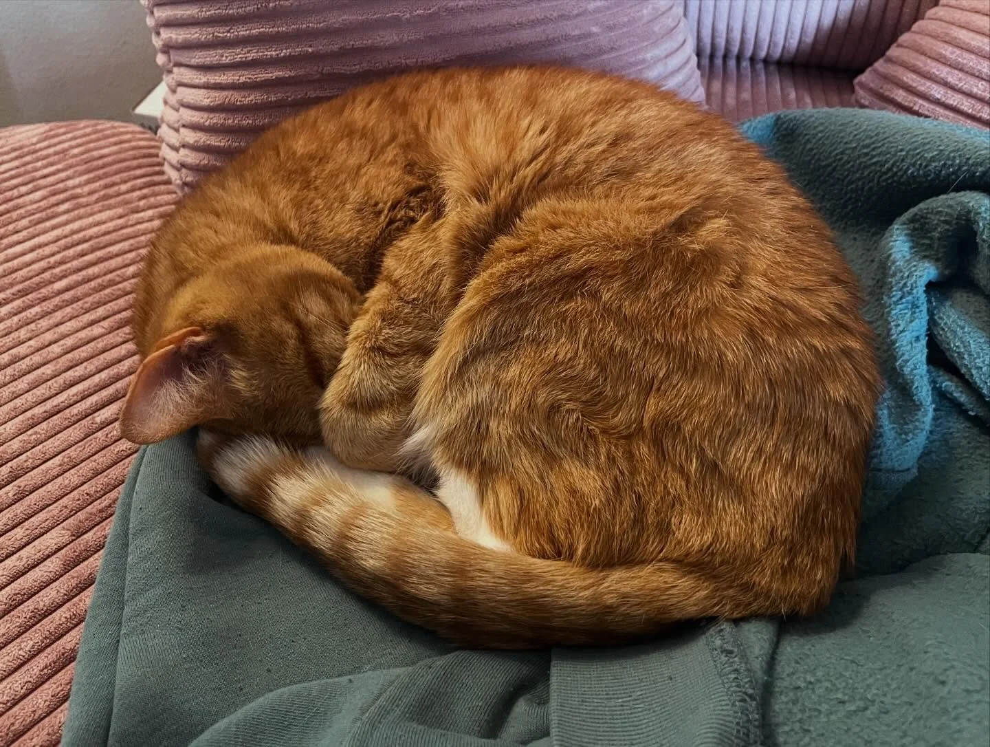 Wylan and I have a little work day routine that eventually leads to him settling down for a nap in my reading chair, right next to my desk. Often he steals my cardigan for an extra blanket, but it&rsquo;s pretty hard to blame him for it! He&rsquo;s a