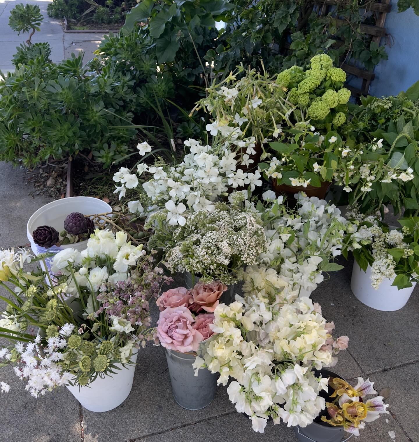 Part of the palette for R + D 

I have decided that for every wedding I do a photo of the overall floral palette as a memory. This is my family photo of the week! A textural community 🌾 
Missing some varieties from the picture but still giving the s