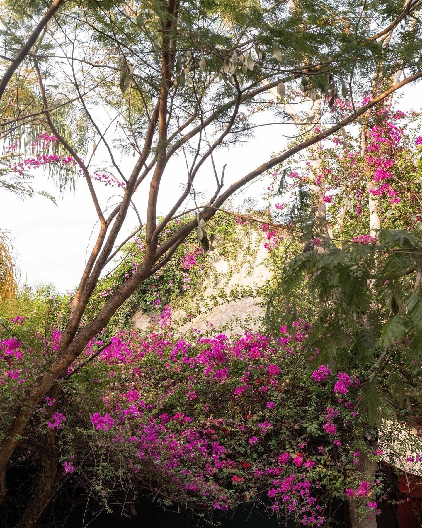 Falling in love with wedding venues&rsquo;s gardens and taking inspiration from all the landscape that surround us!
&bull;
&bull;
&bull;
&bull;
&bull;

#weddingsinitaly #weddingflorist #italianweddings #californiaweddingday #californiaflorist
#weddin