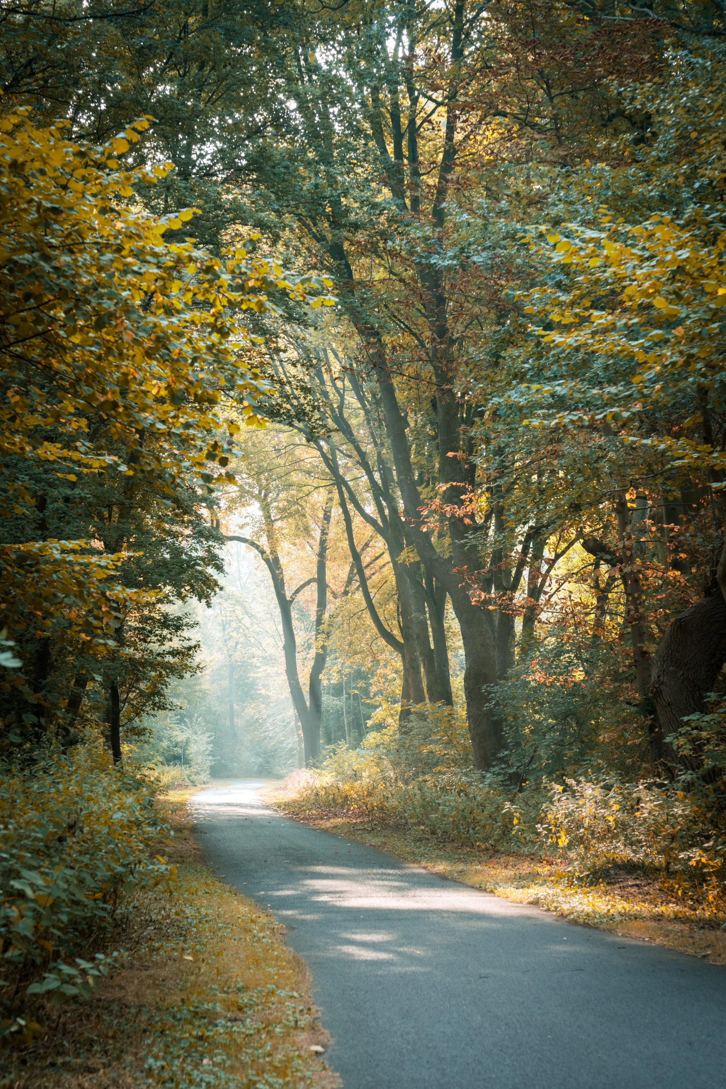 Sunbeam between Trees