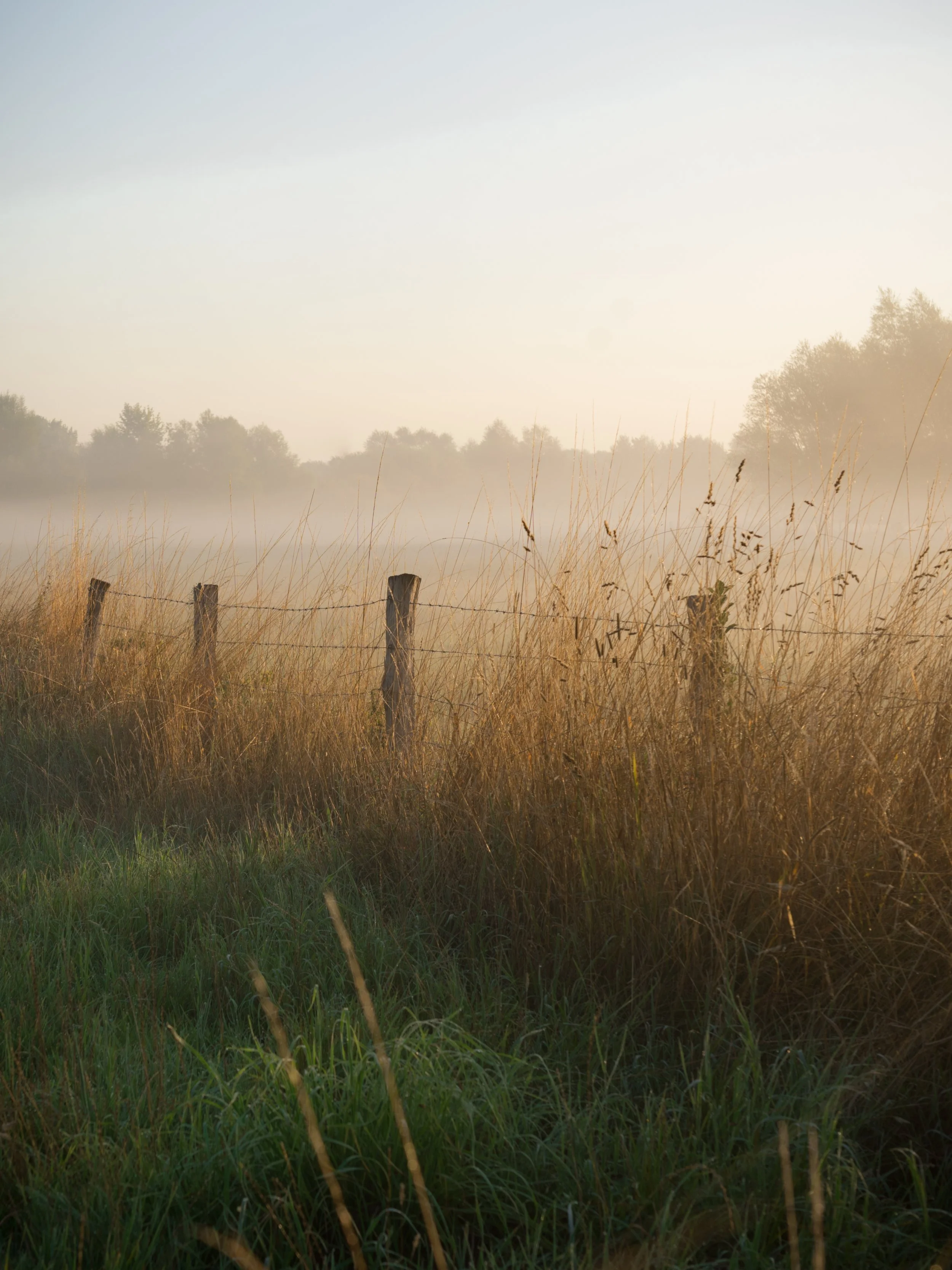 Foggy Morning