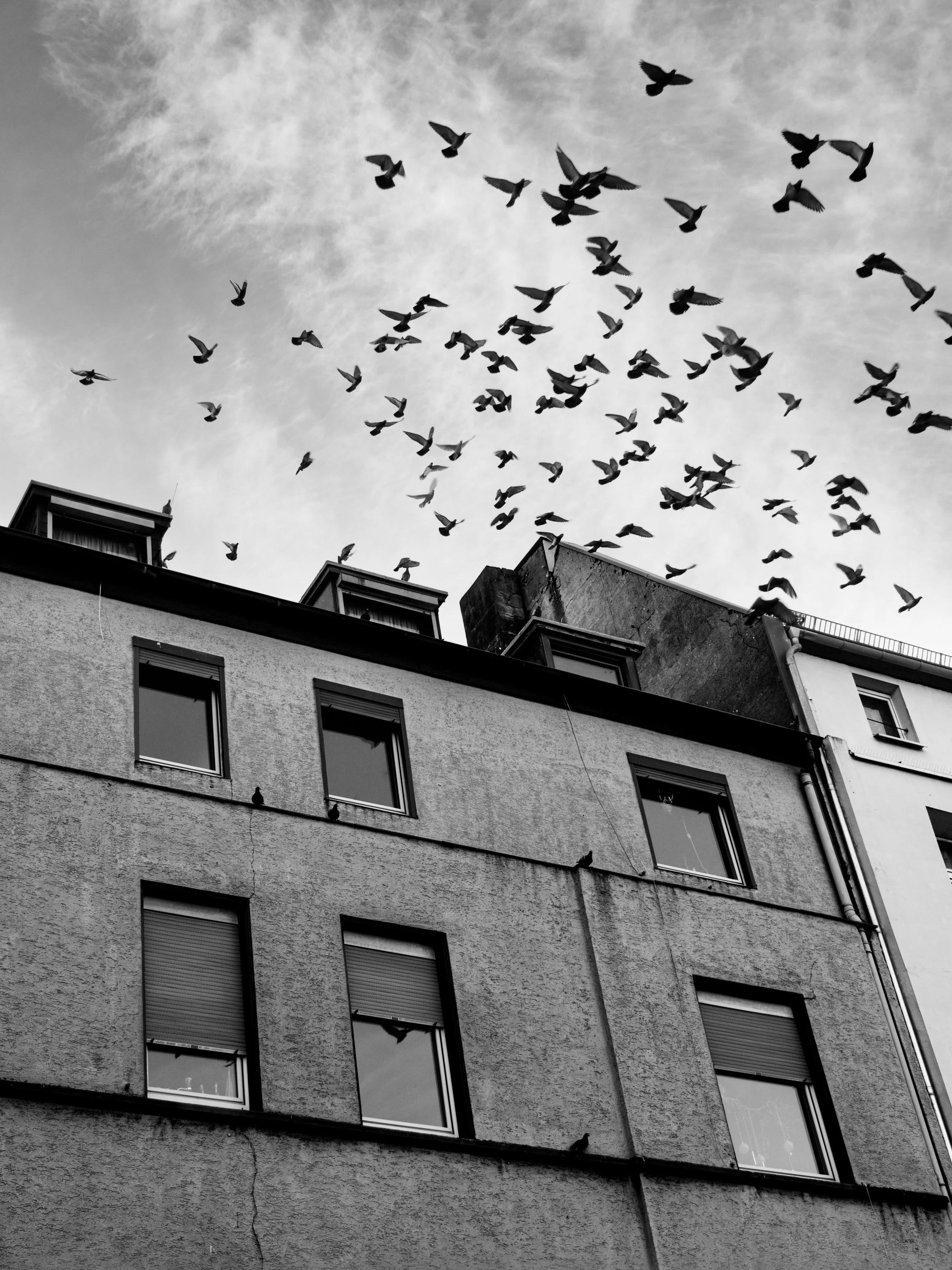 Doves