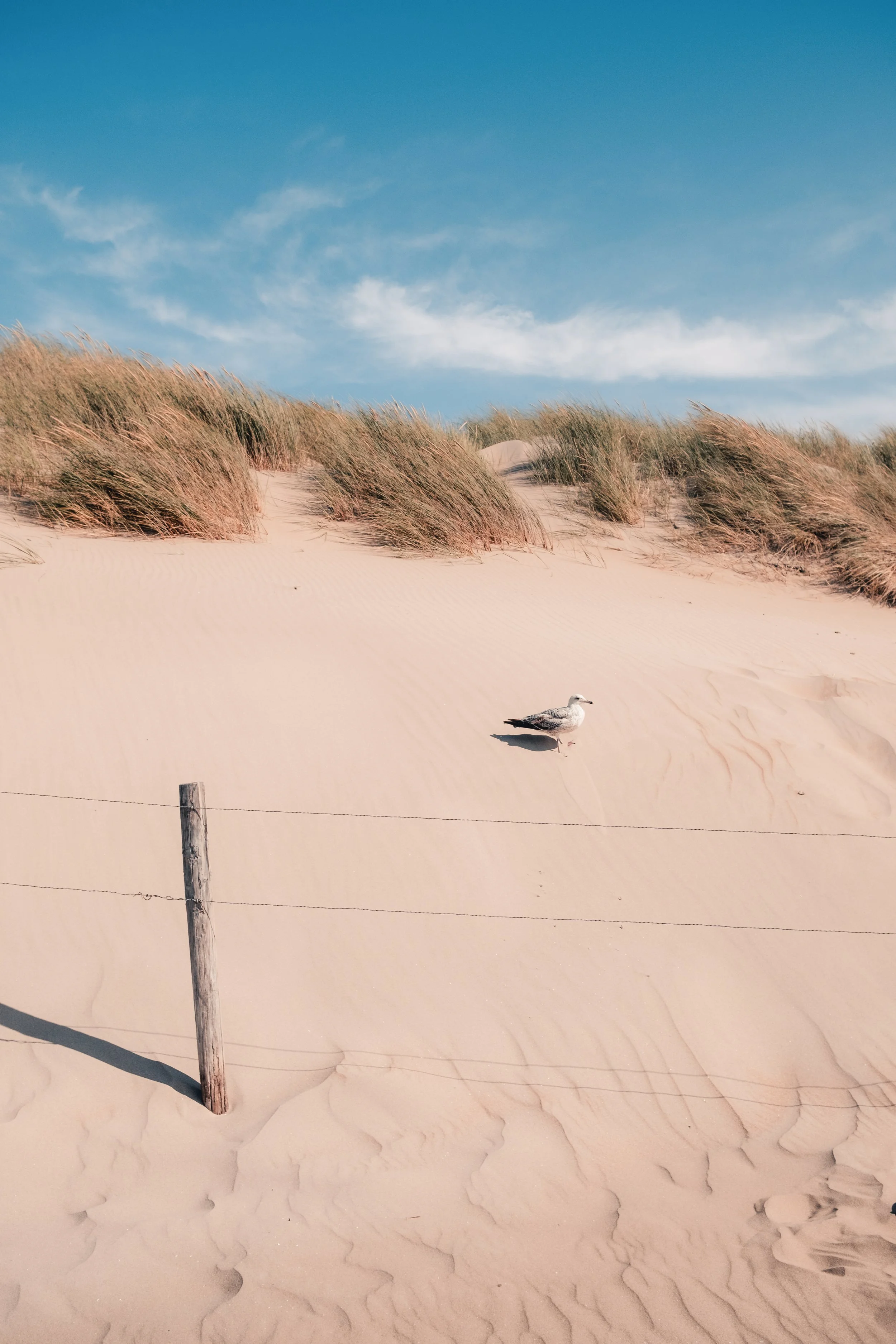Seagull