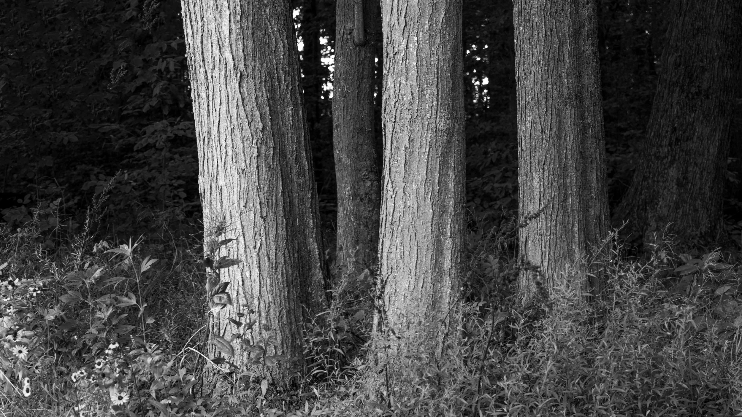 TheWoodsBW.jpg