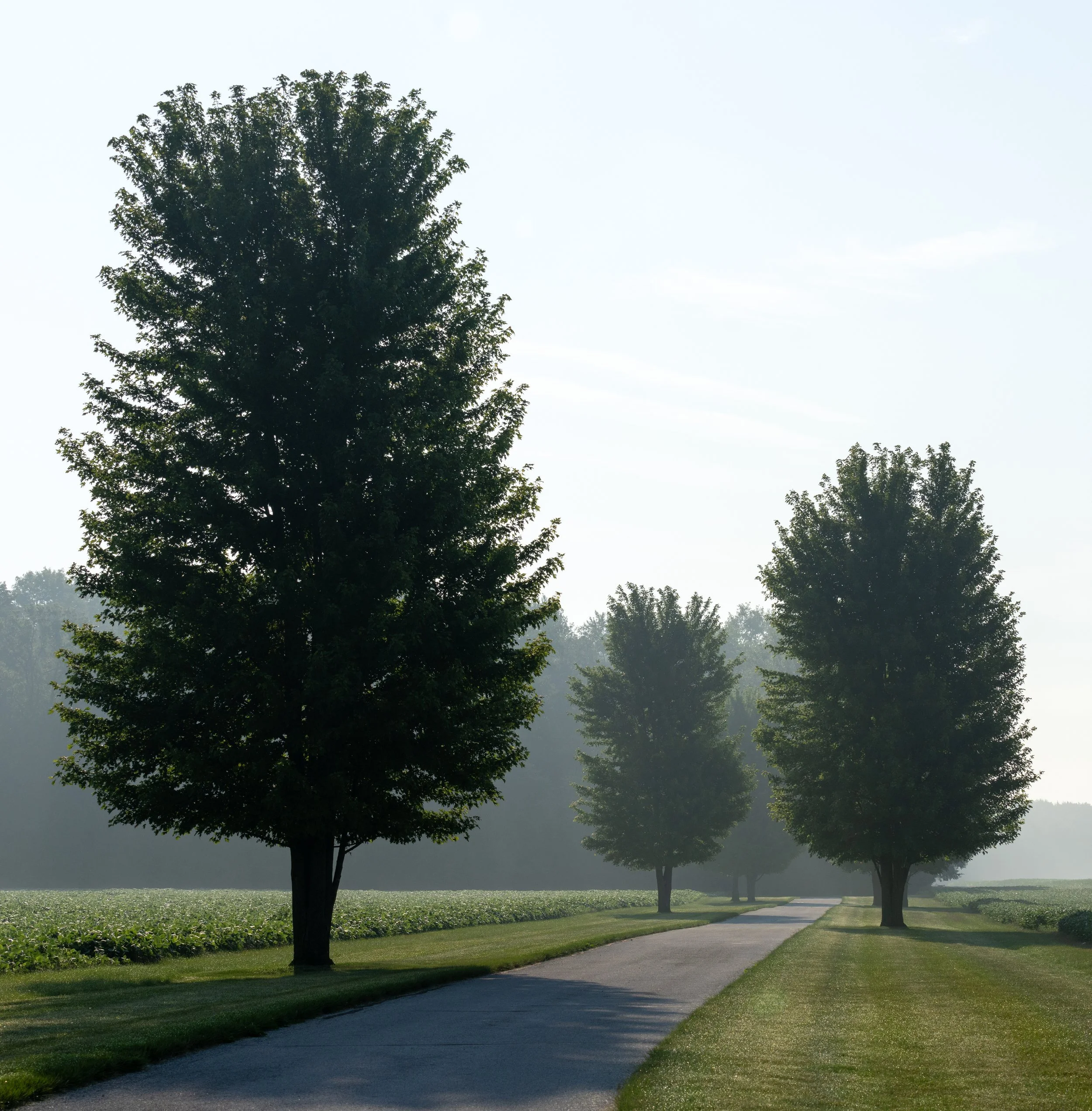 DrivewayGoldenMorning.jpg