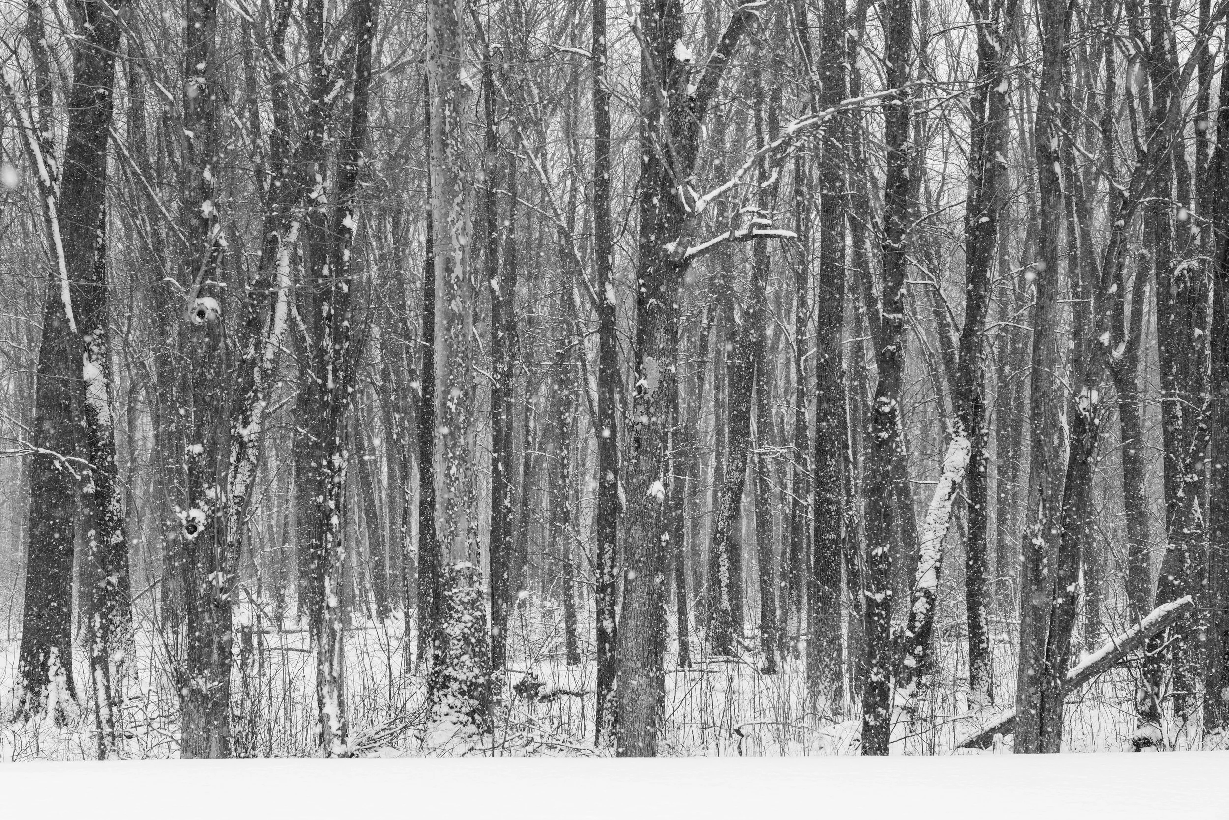 MapleLakeLodgeSnowstorm2025.jpg